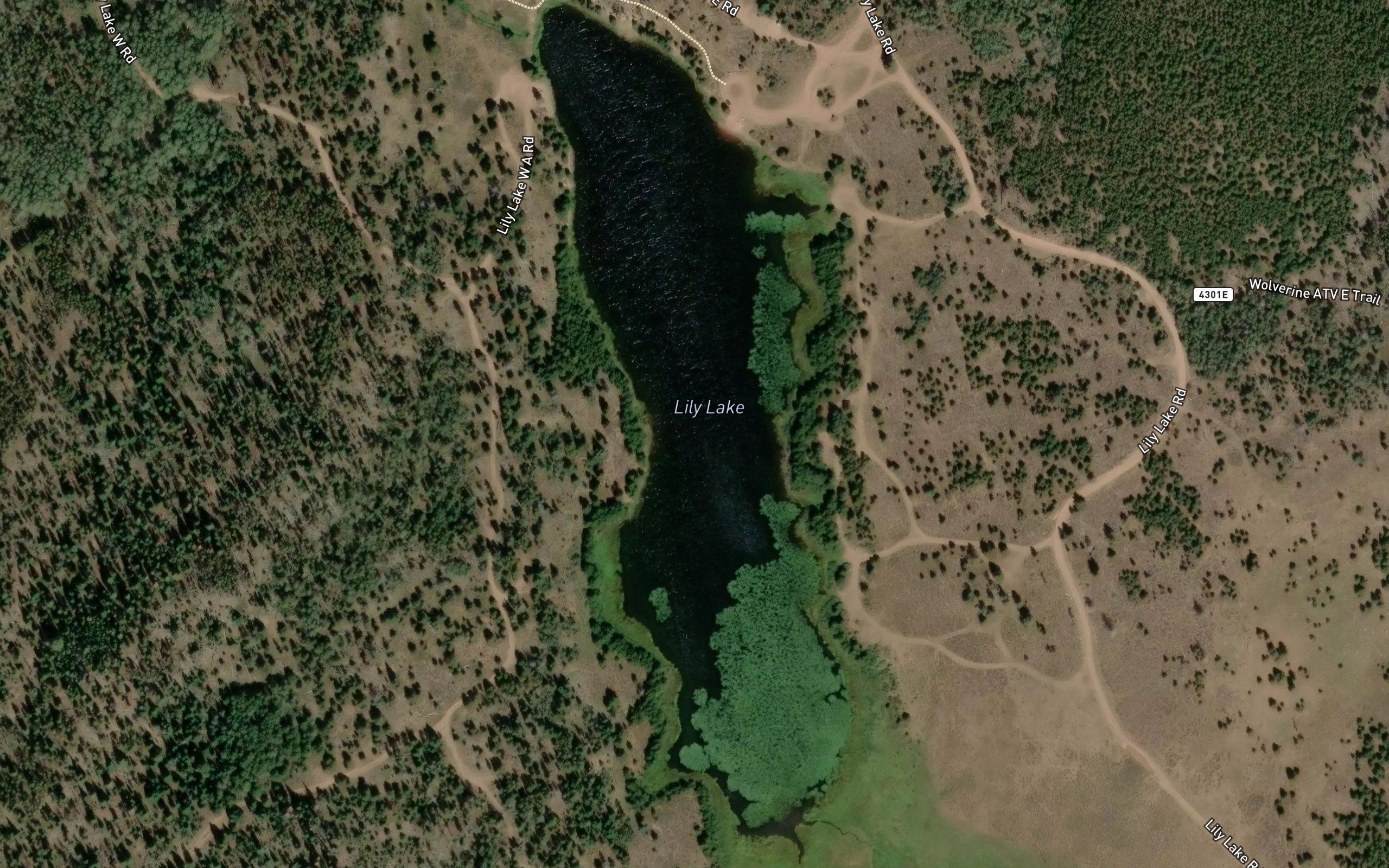 Lily Lake