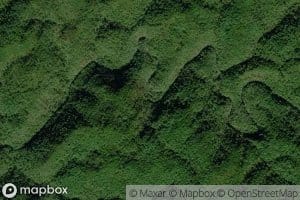 Spruce Double Branch