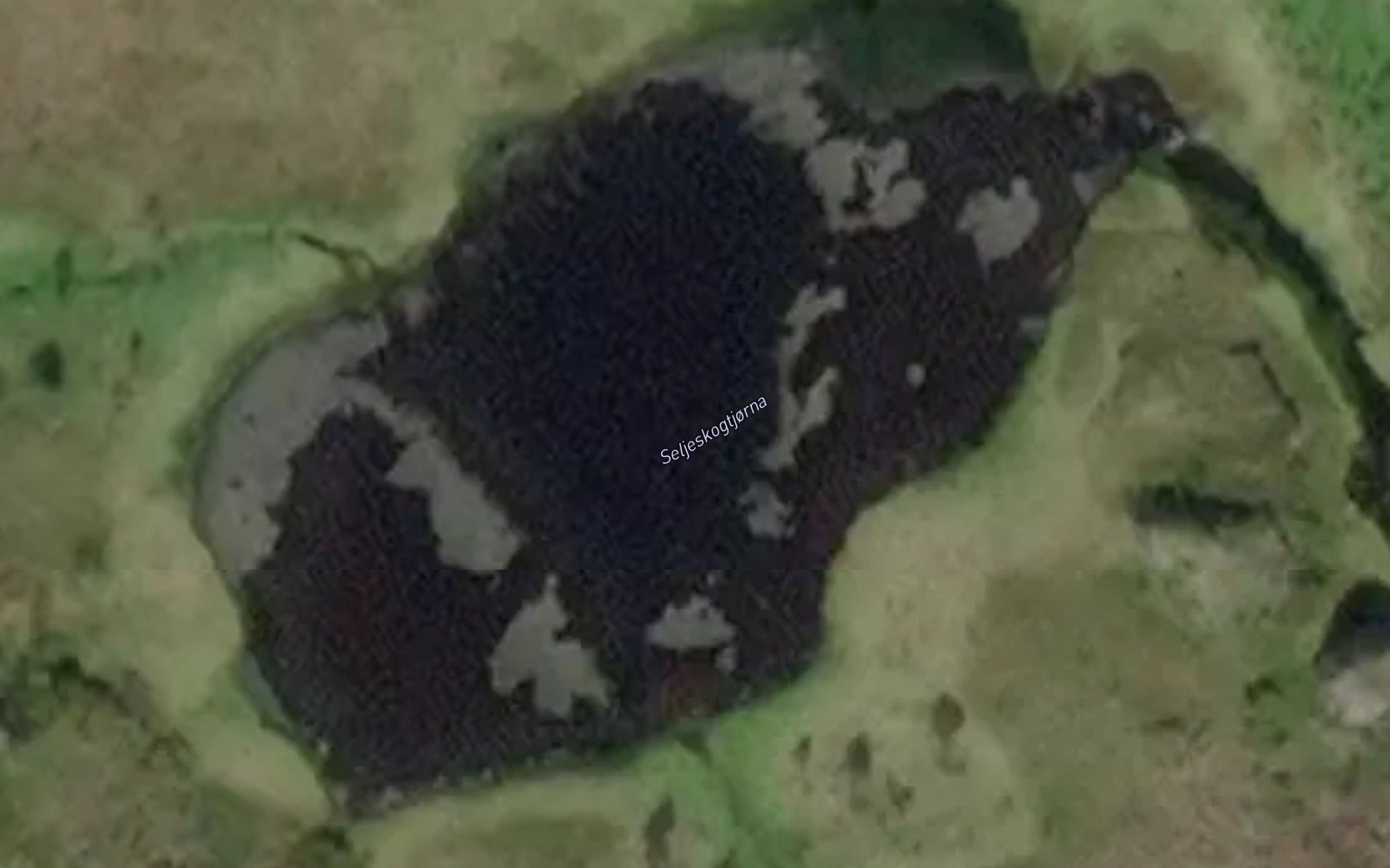 Seljeskogtjorna