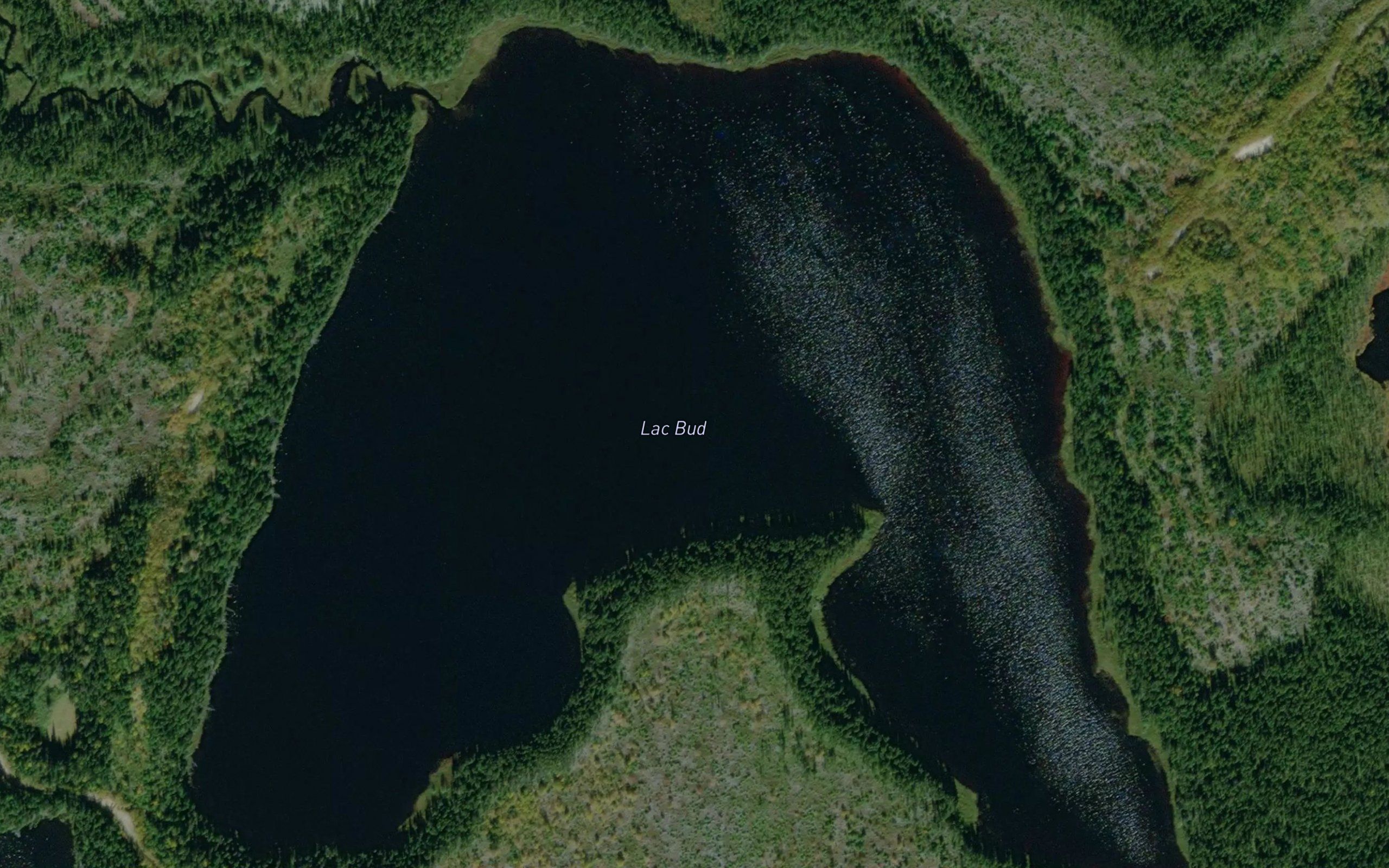Lac Bud
