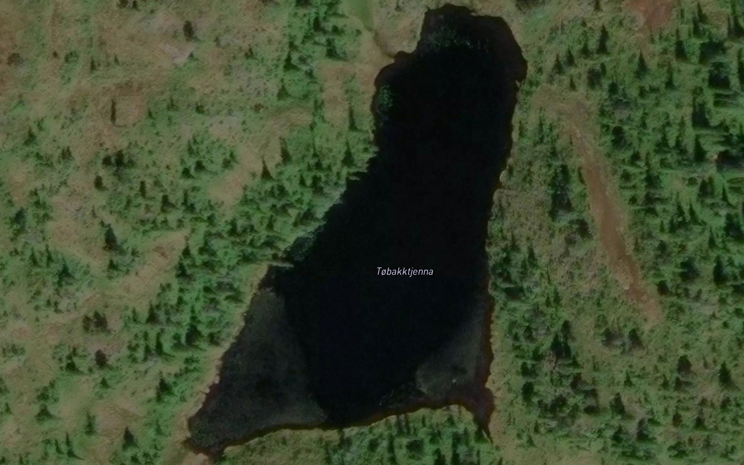 Tobakktjorna