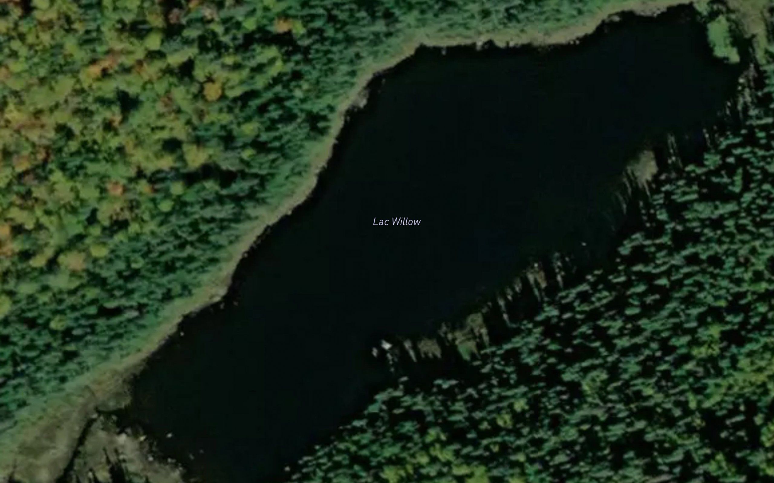 Lac Willow