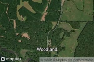 Woodland Spring