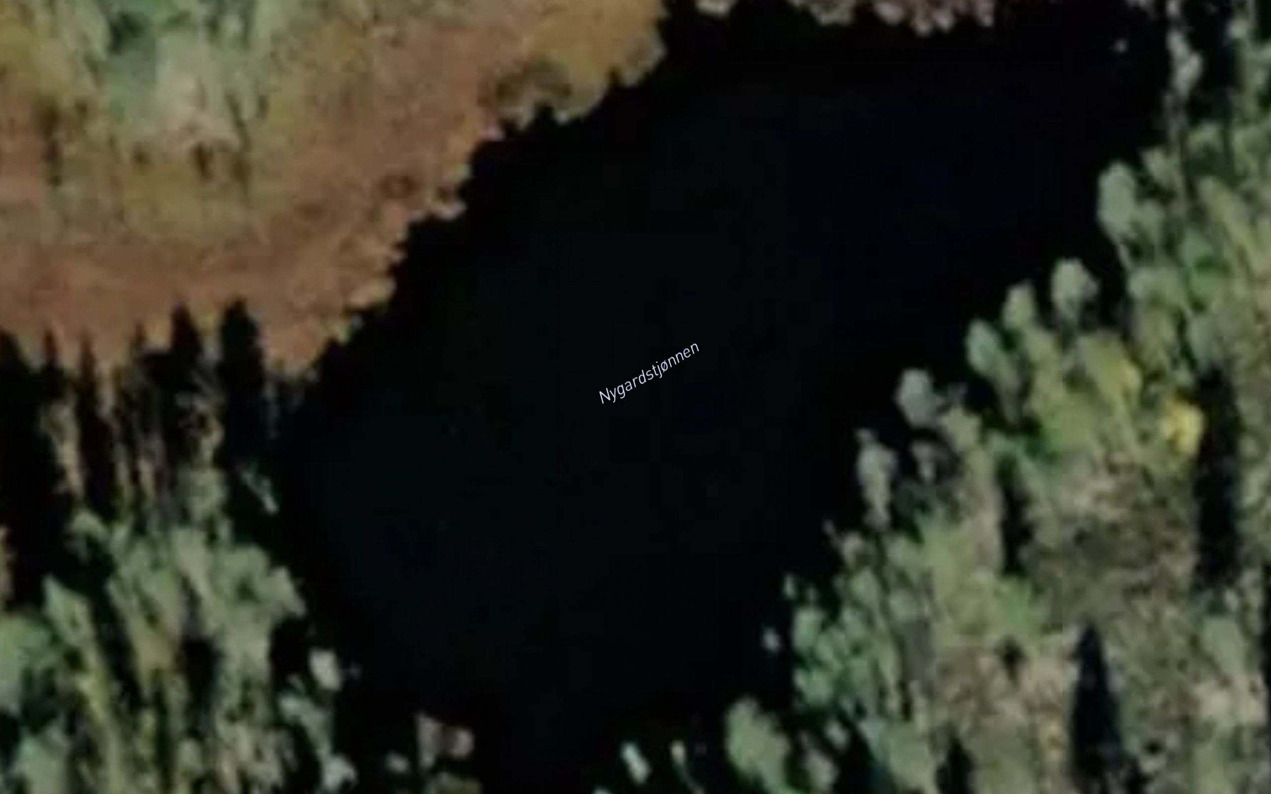 Nygardstjornane