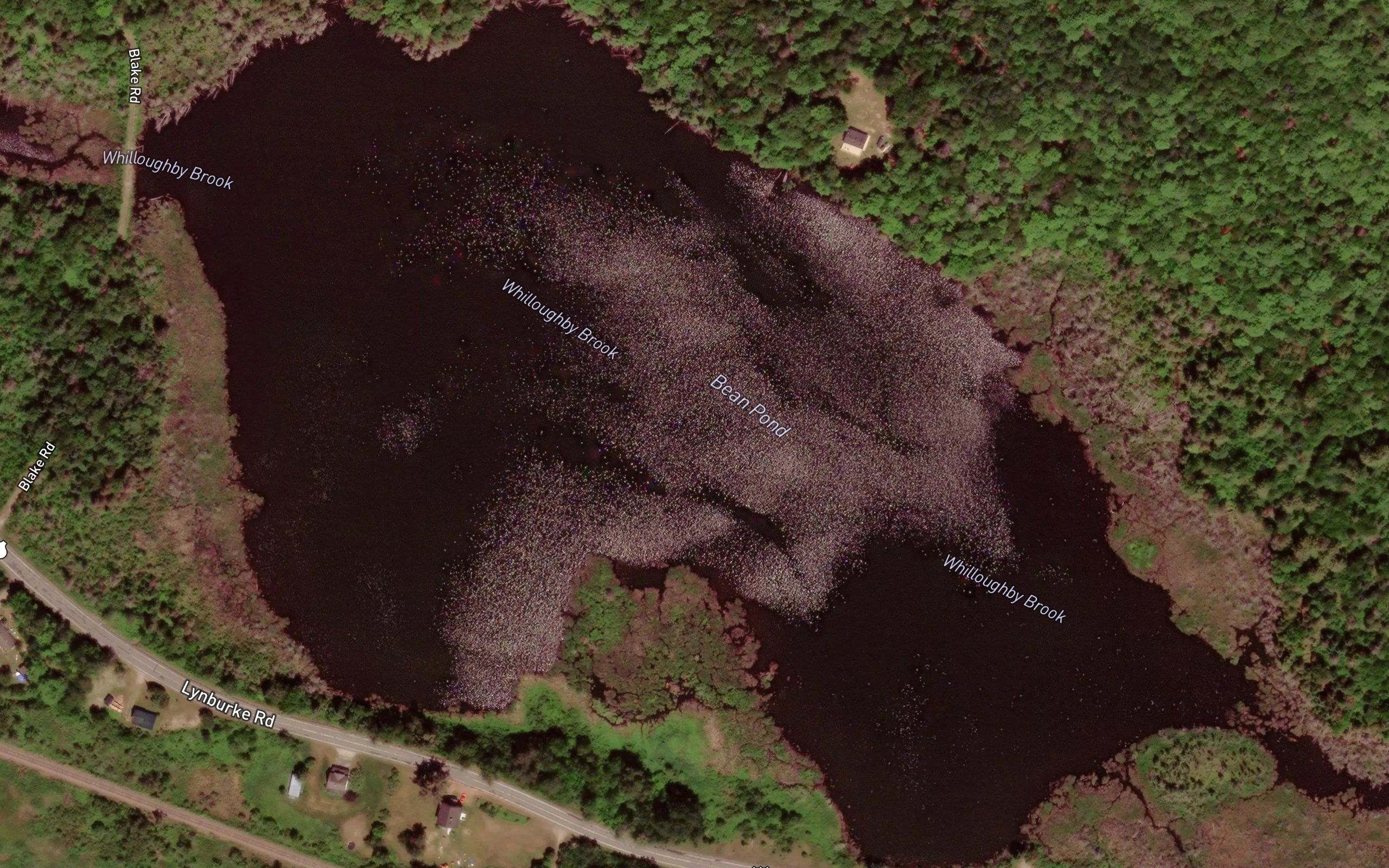 Bean Pond