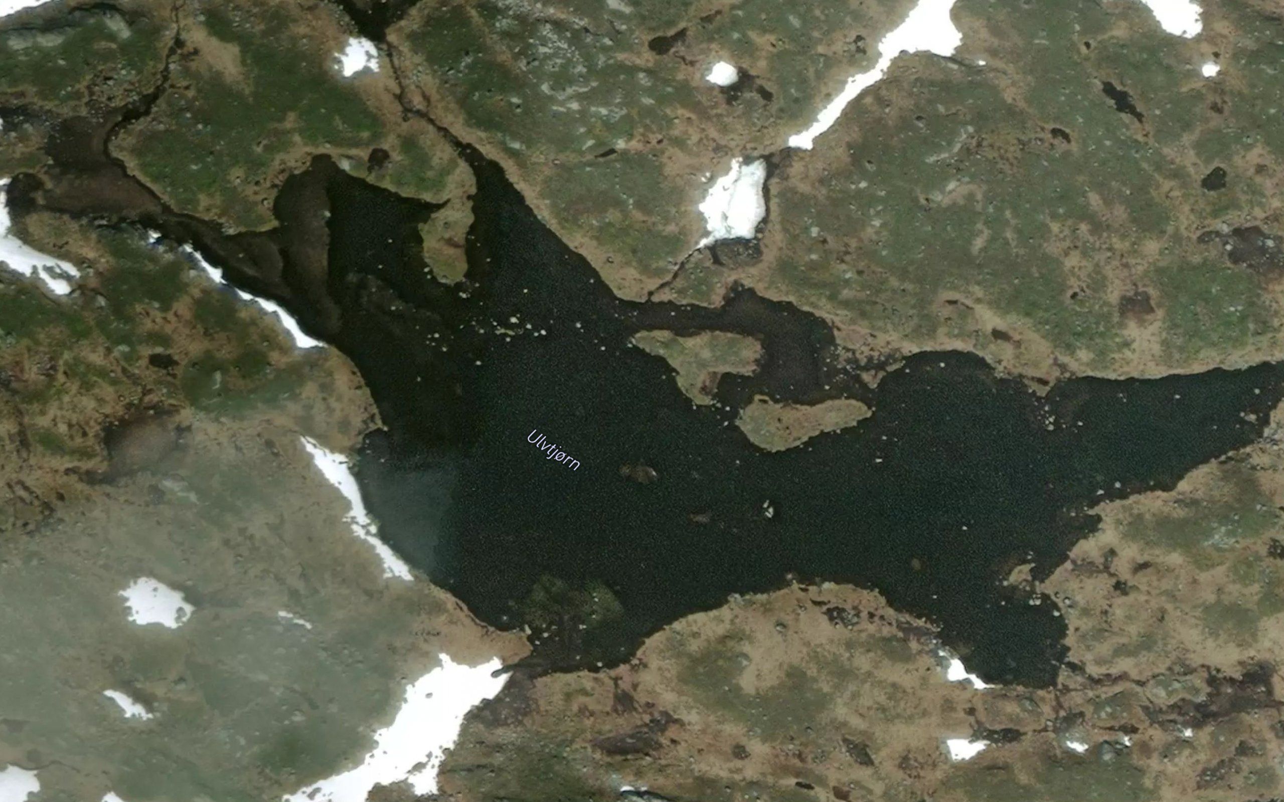 Ulvtjorn