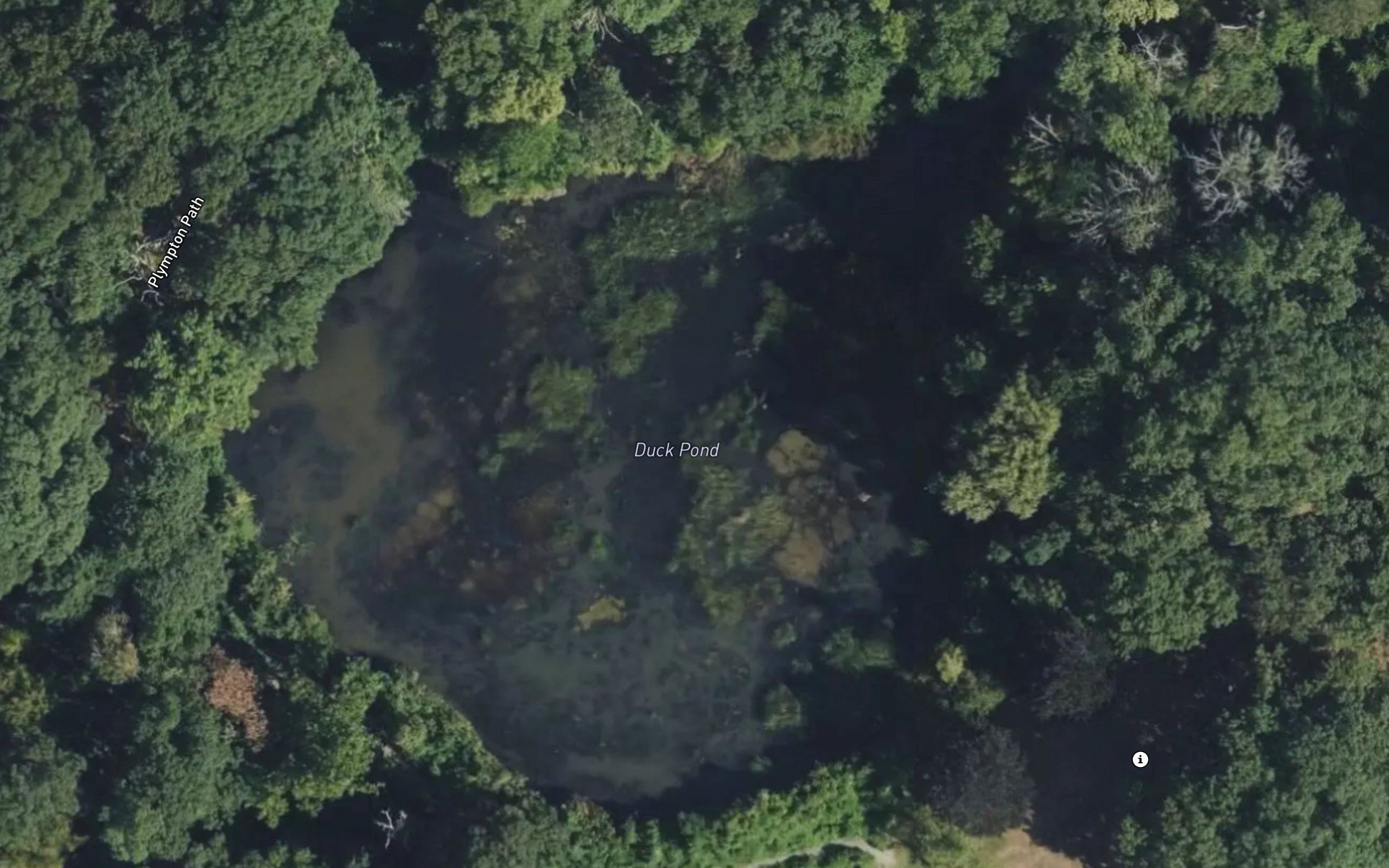 Duck Pond