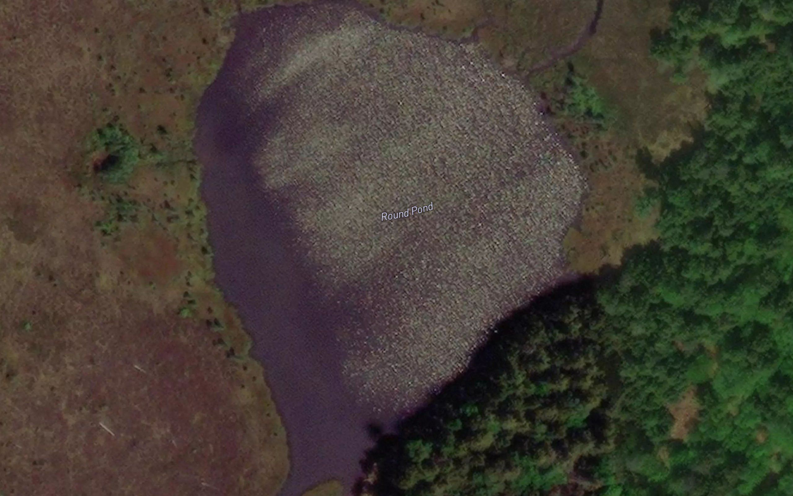 Ronna Pond