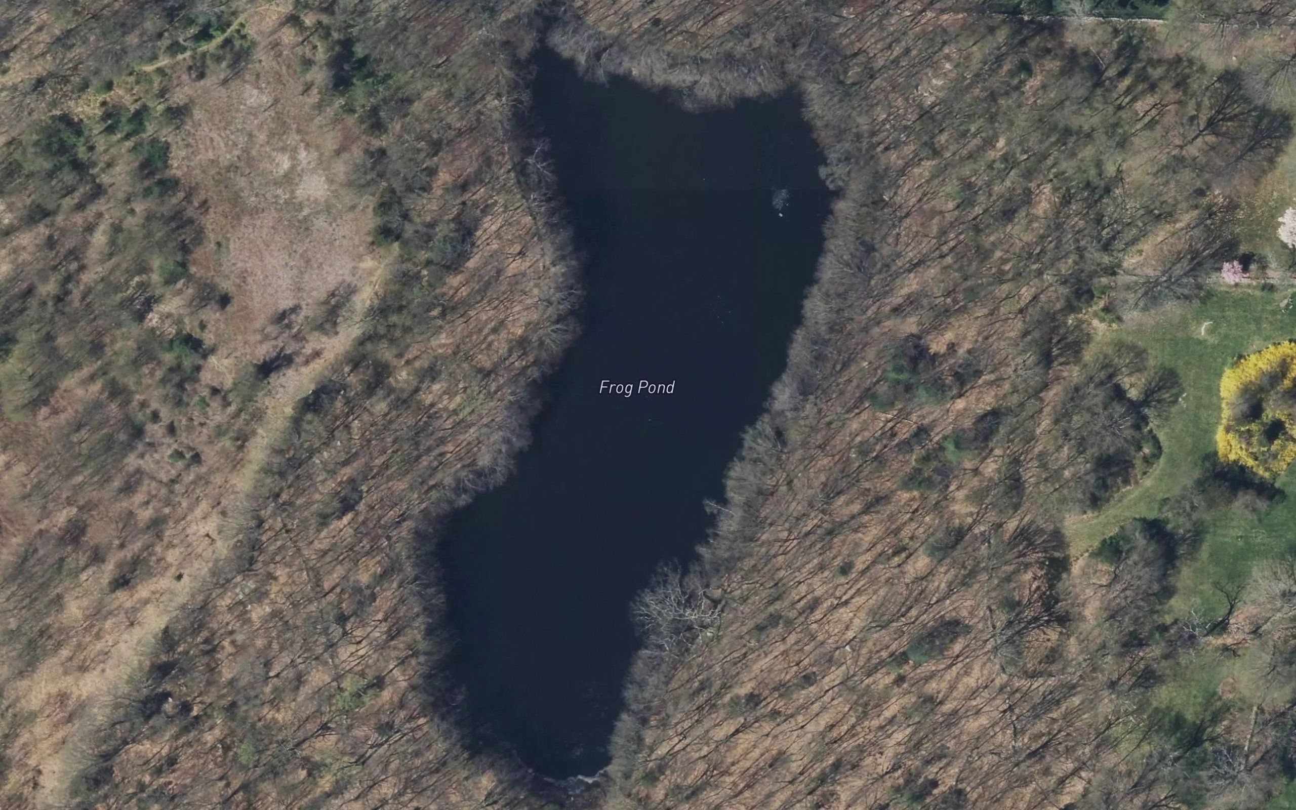 Frog Pond