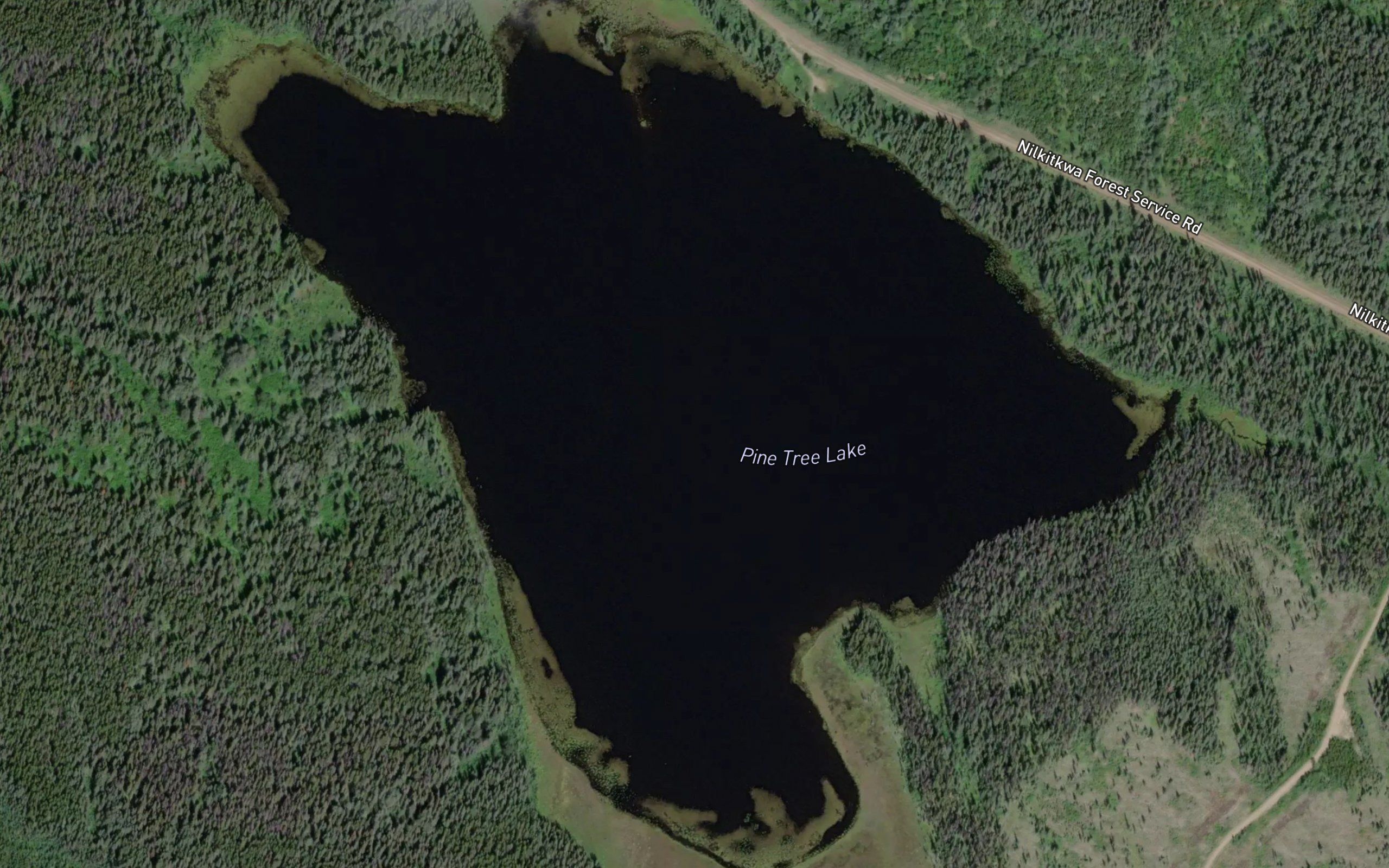 Pine Tree Lake