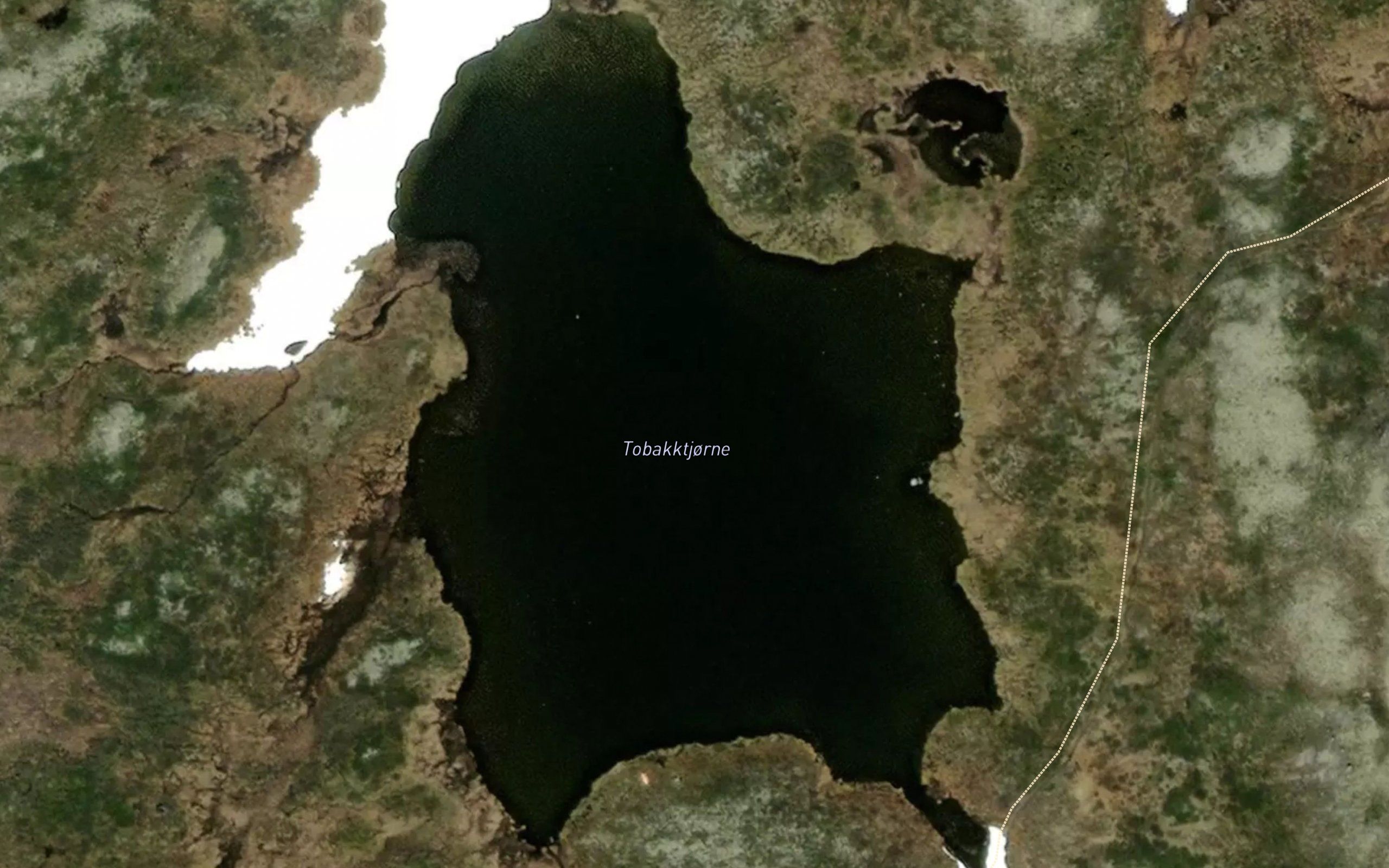 Tobakktjorne