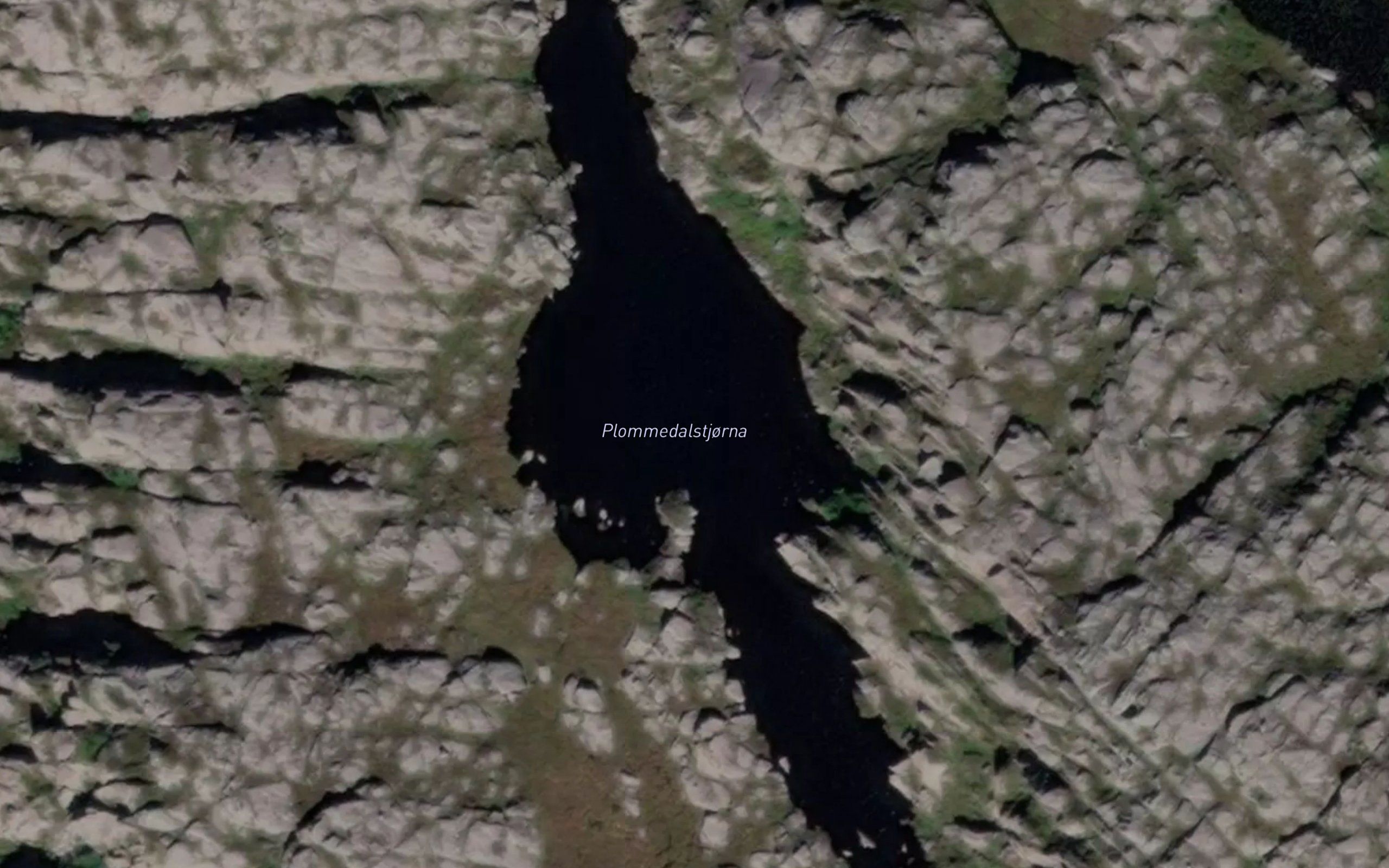 Plommedalstjorna
