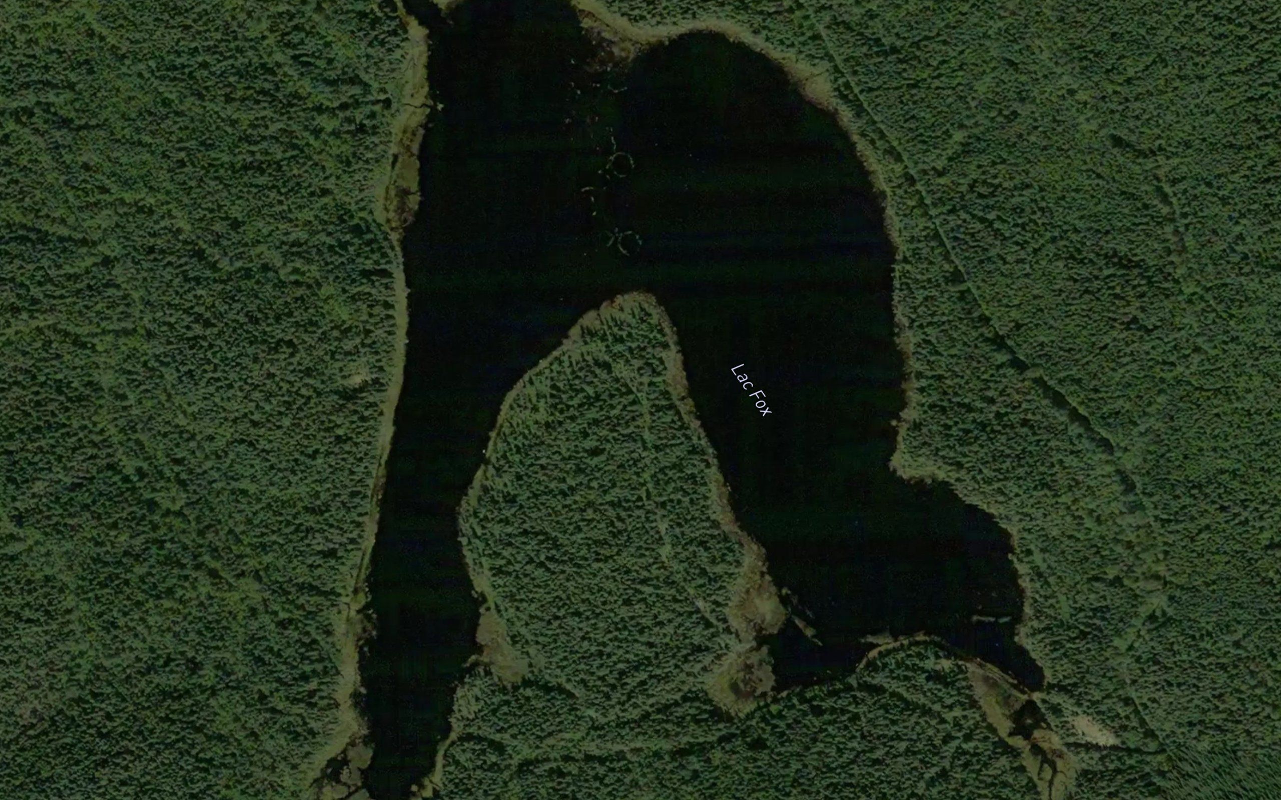 Lac Fox
