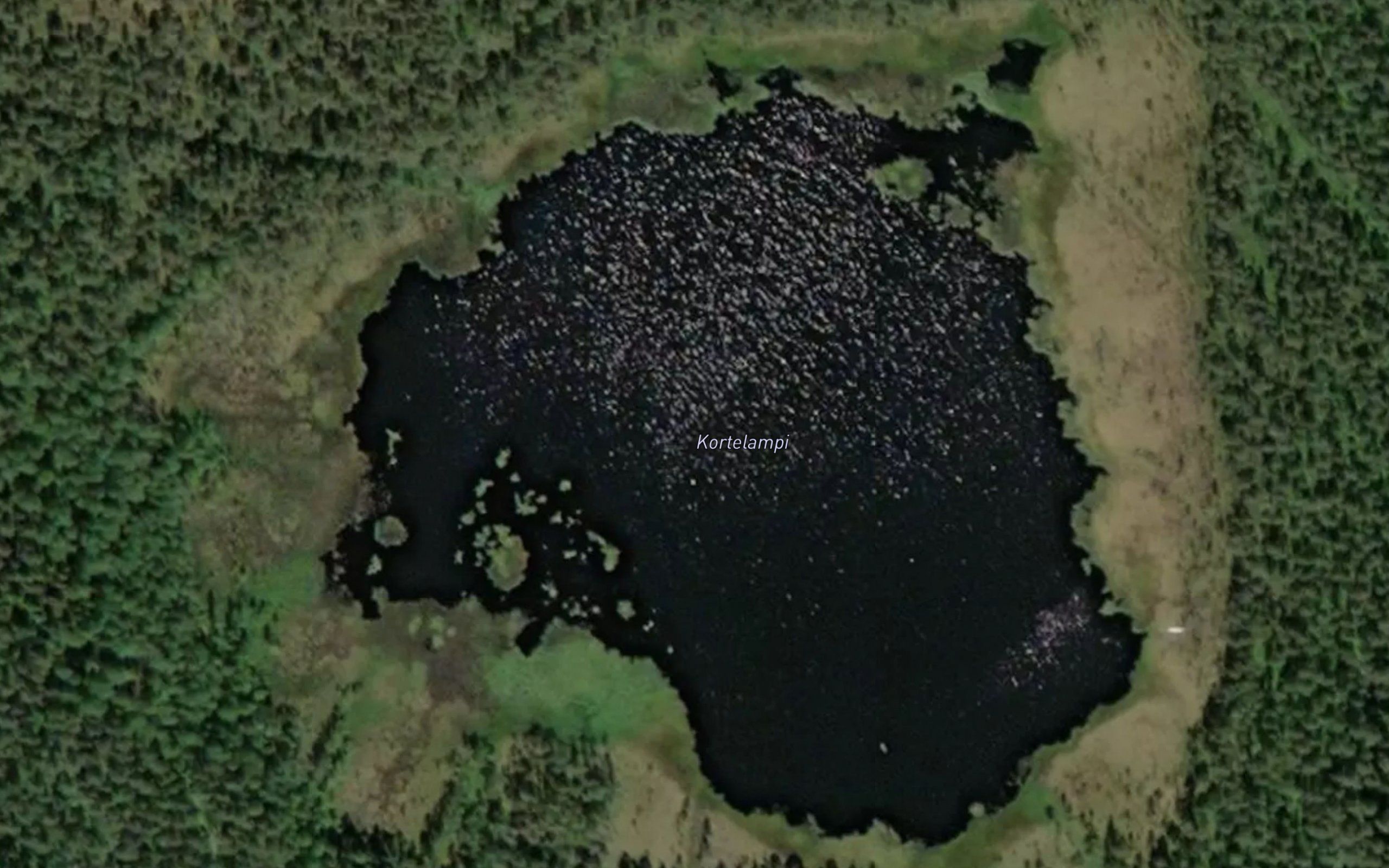 Kortelampi