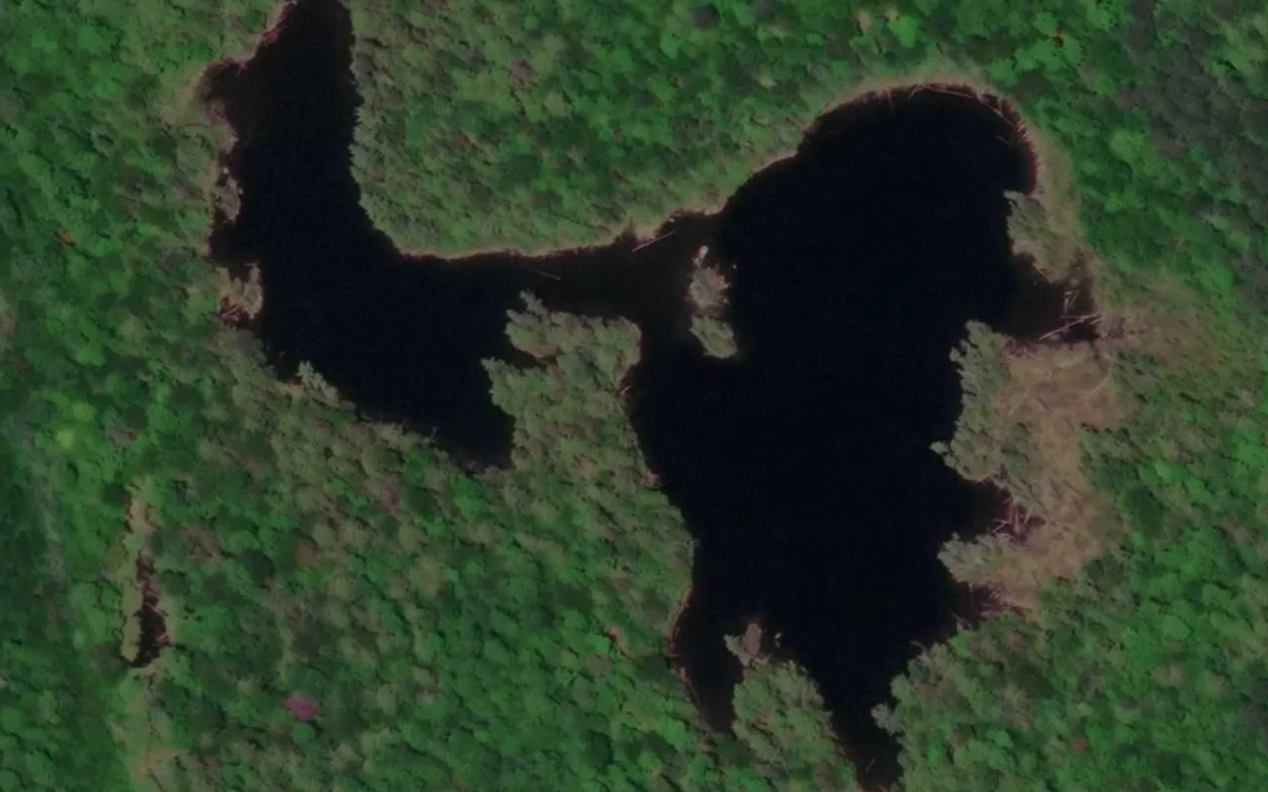 Lac Crevette