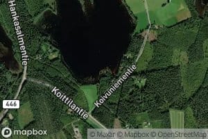Koivupuru