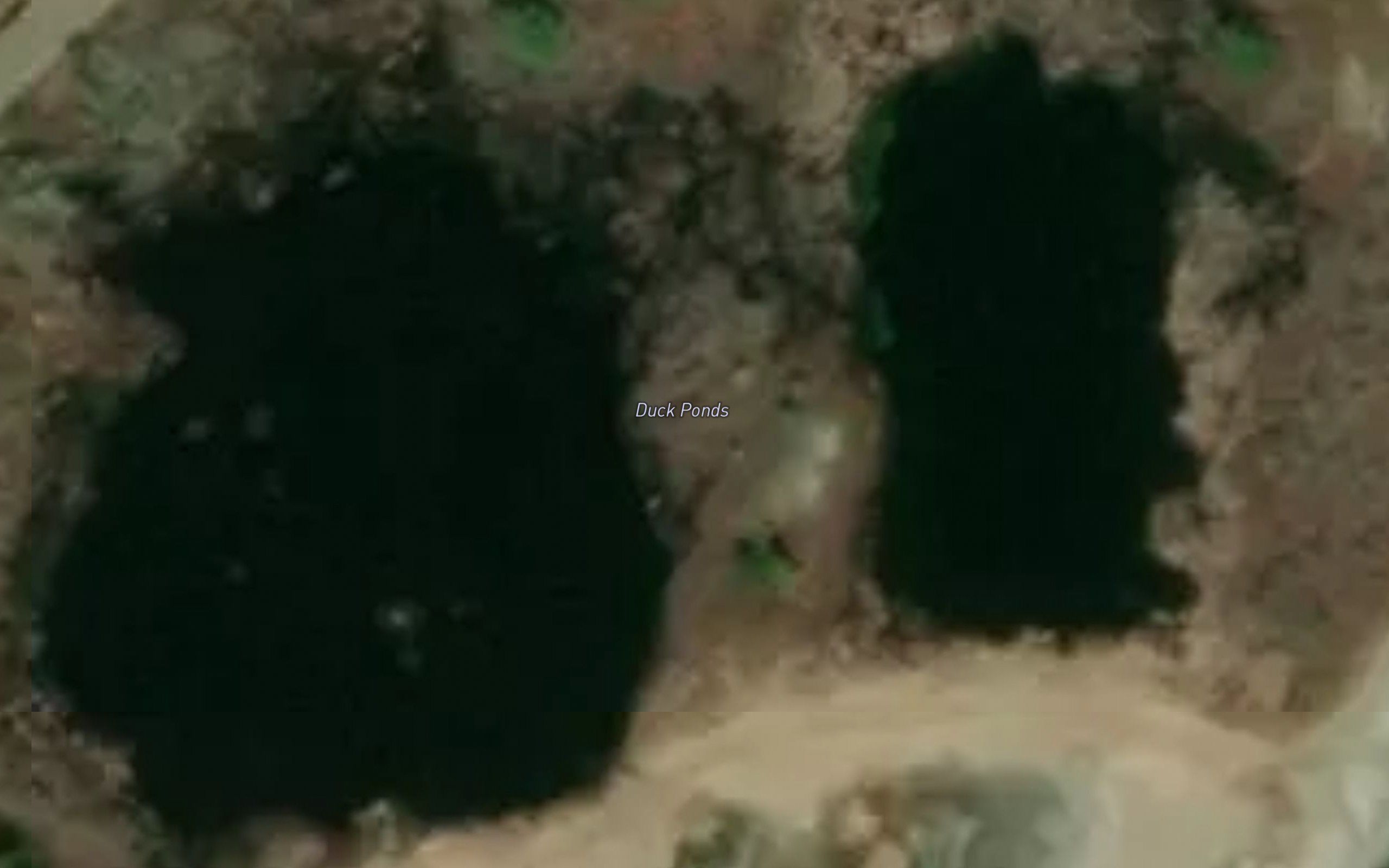 Duck Ponds