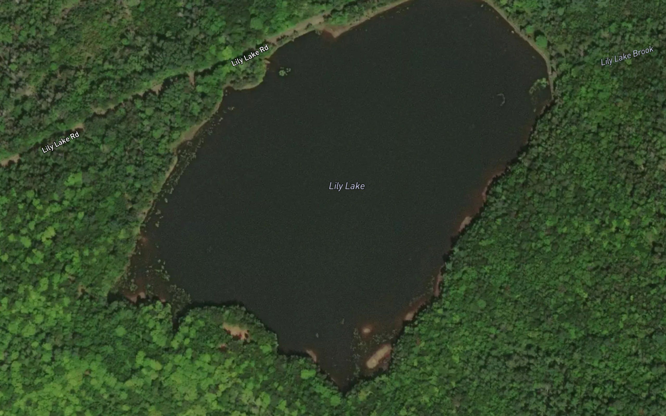 Lily Lake