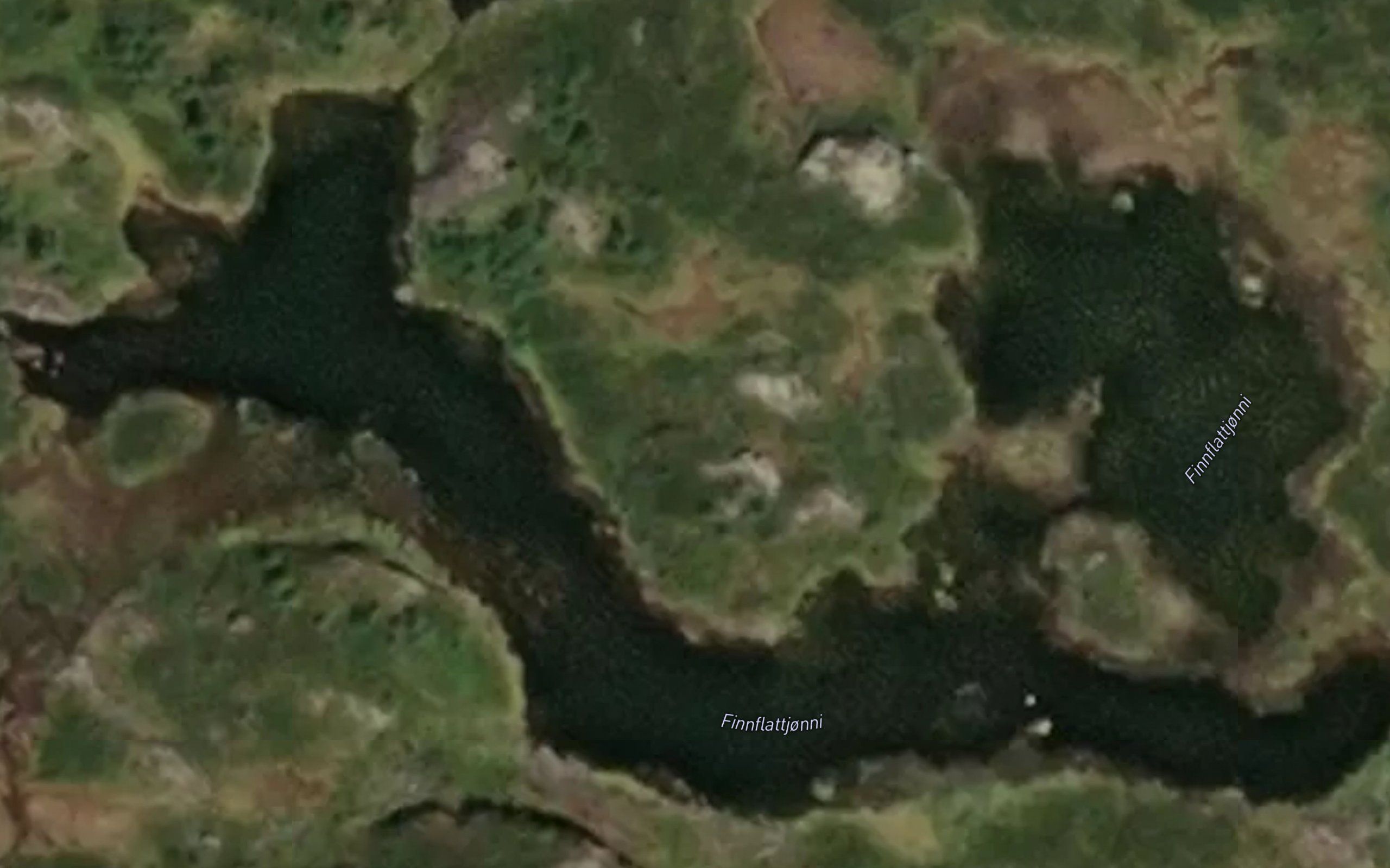 Finnflattjonni