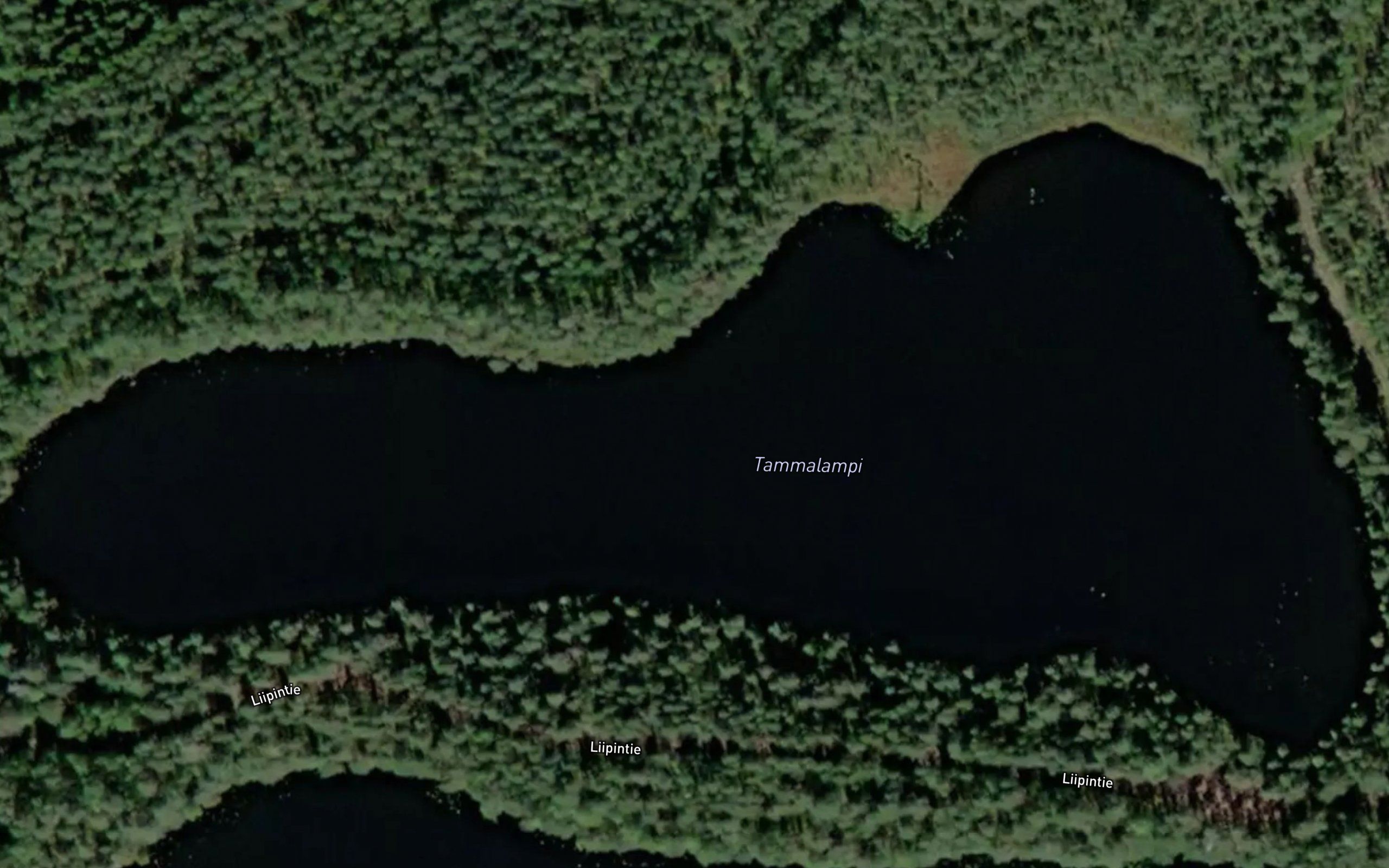 Tammalammit