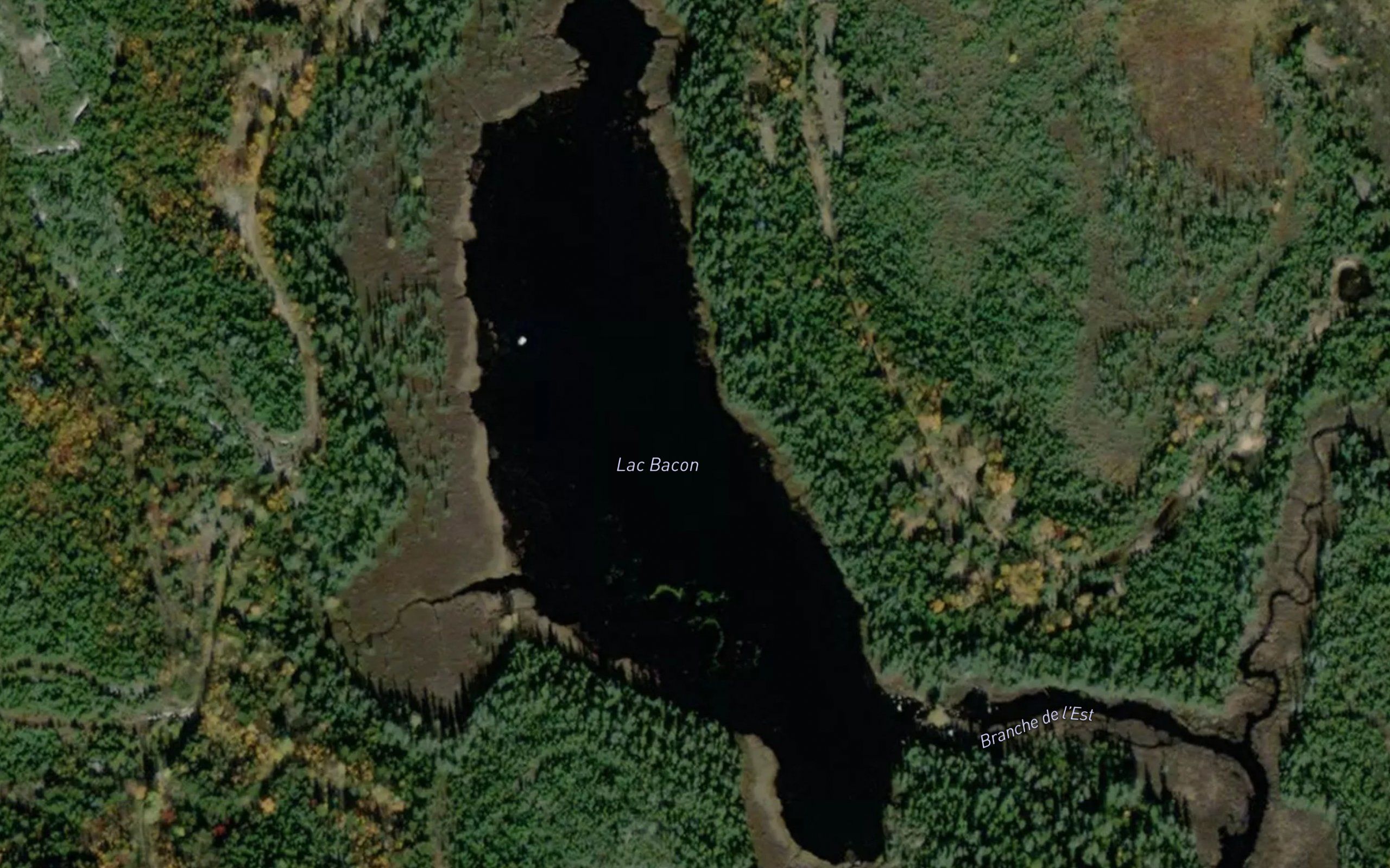 Lac Bacon