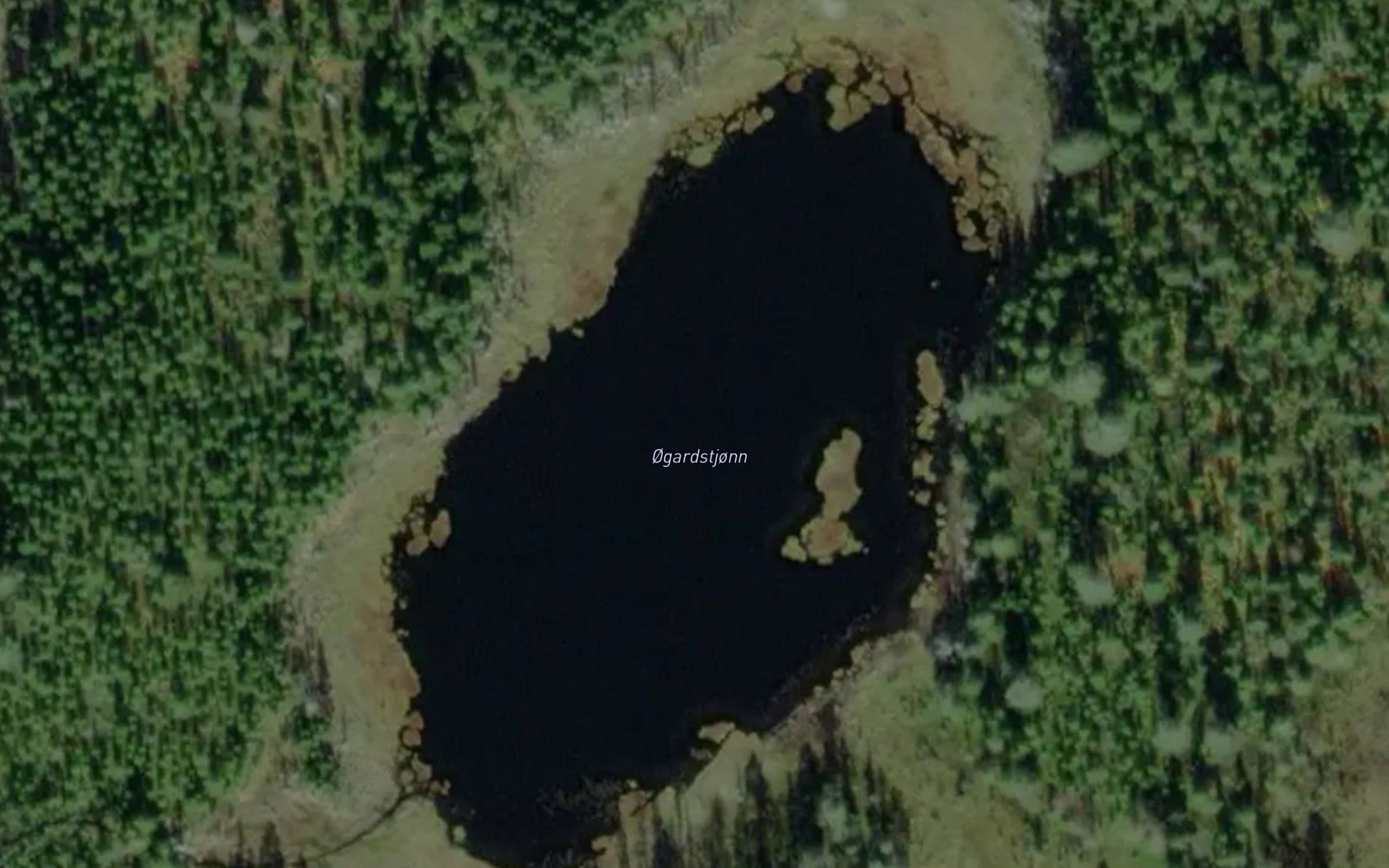 Ogardstjernet