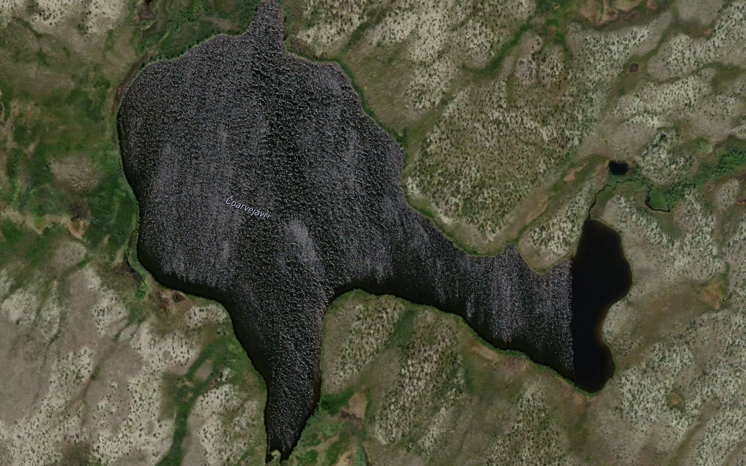 Coarvejavri