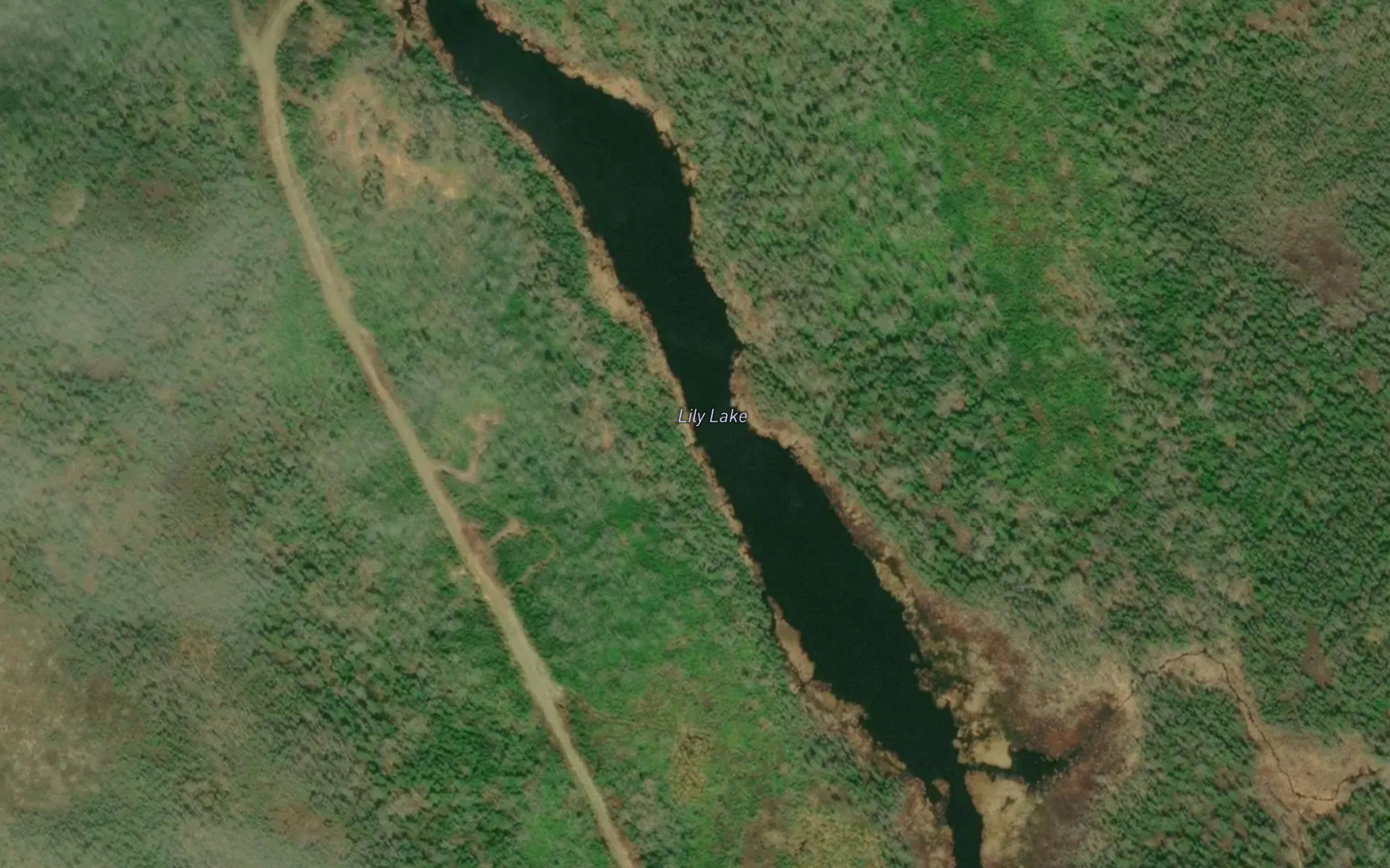 Lily Lake