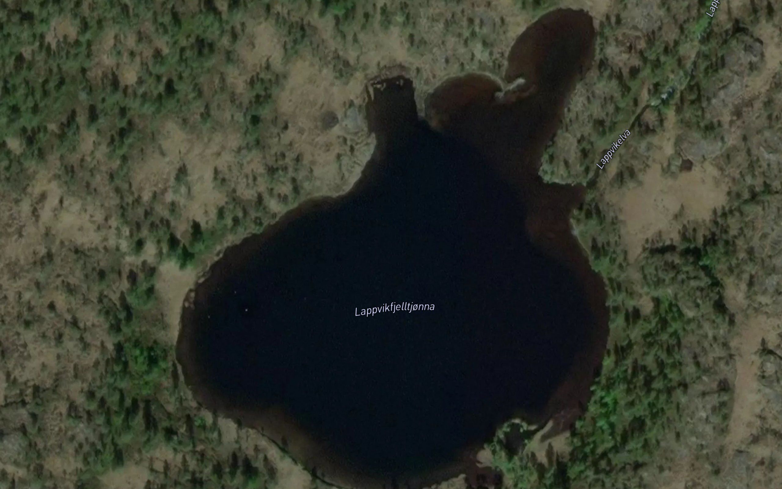 Lappvikfjelltjonna