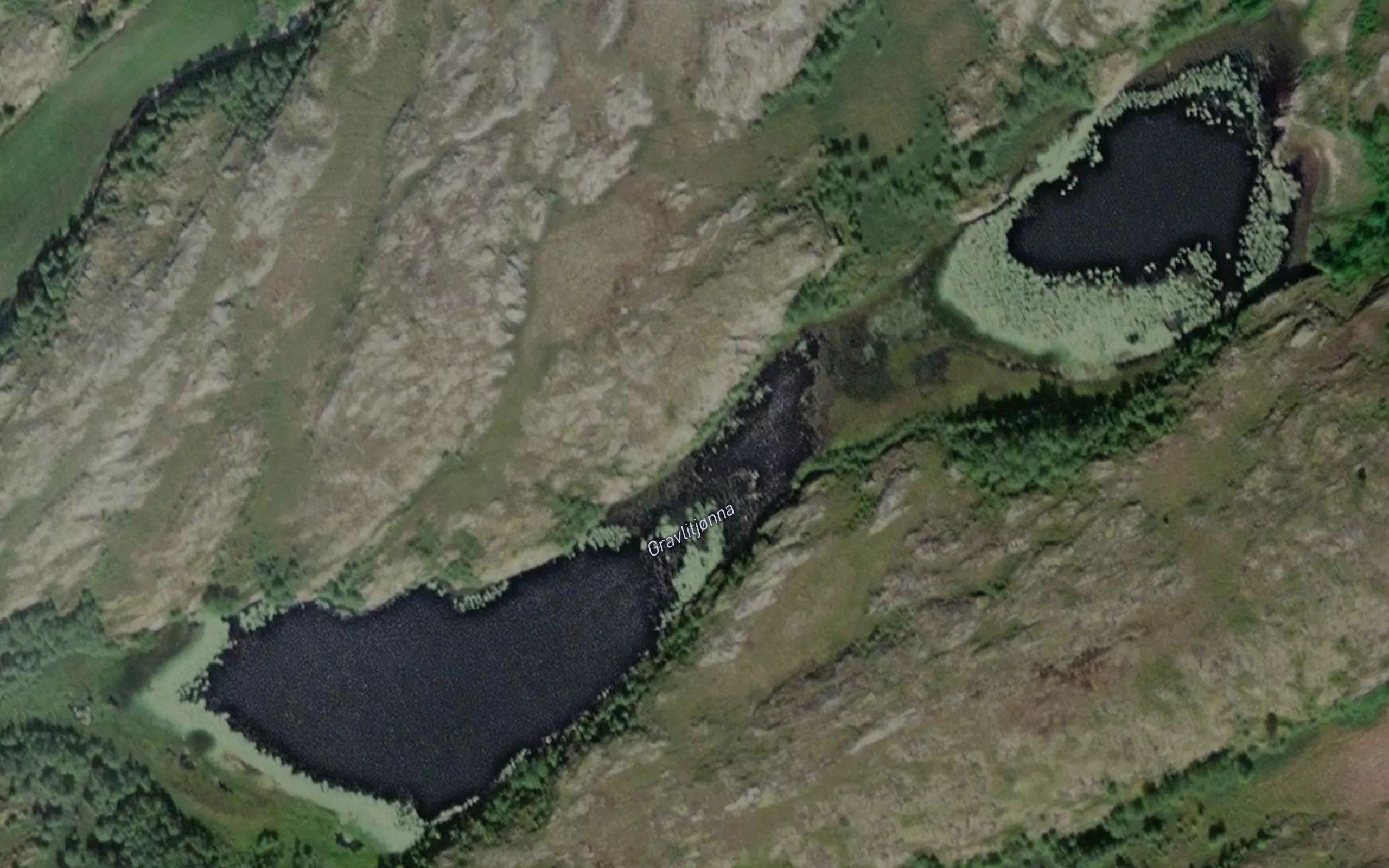 Gravlitjorna