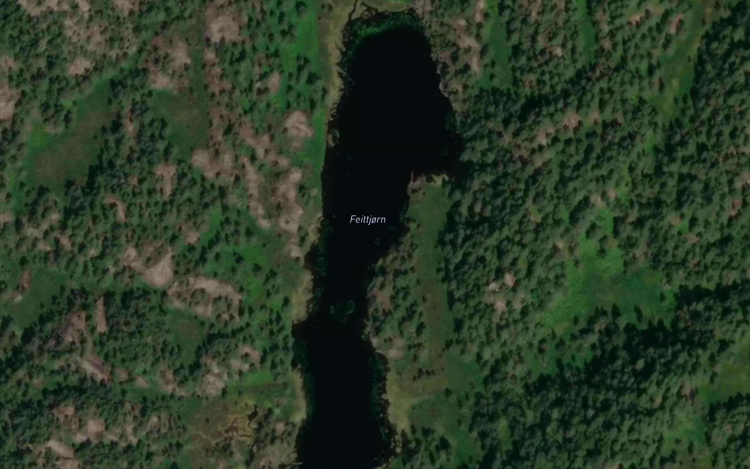 Feittjorn