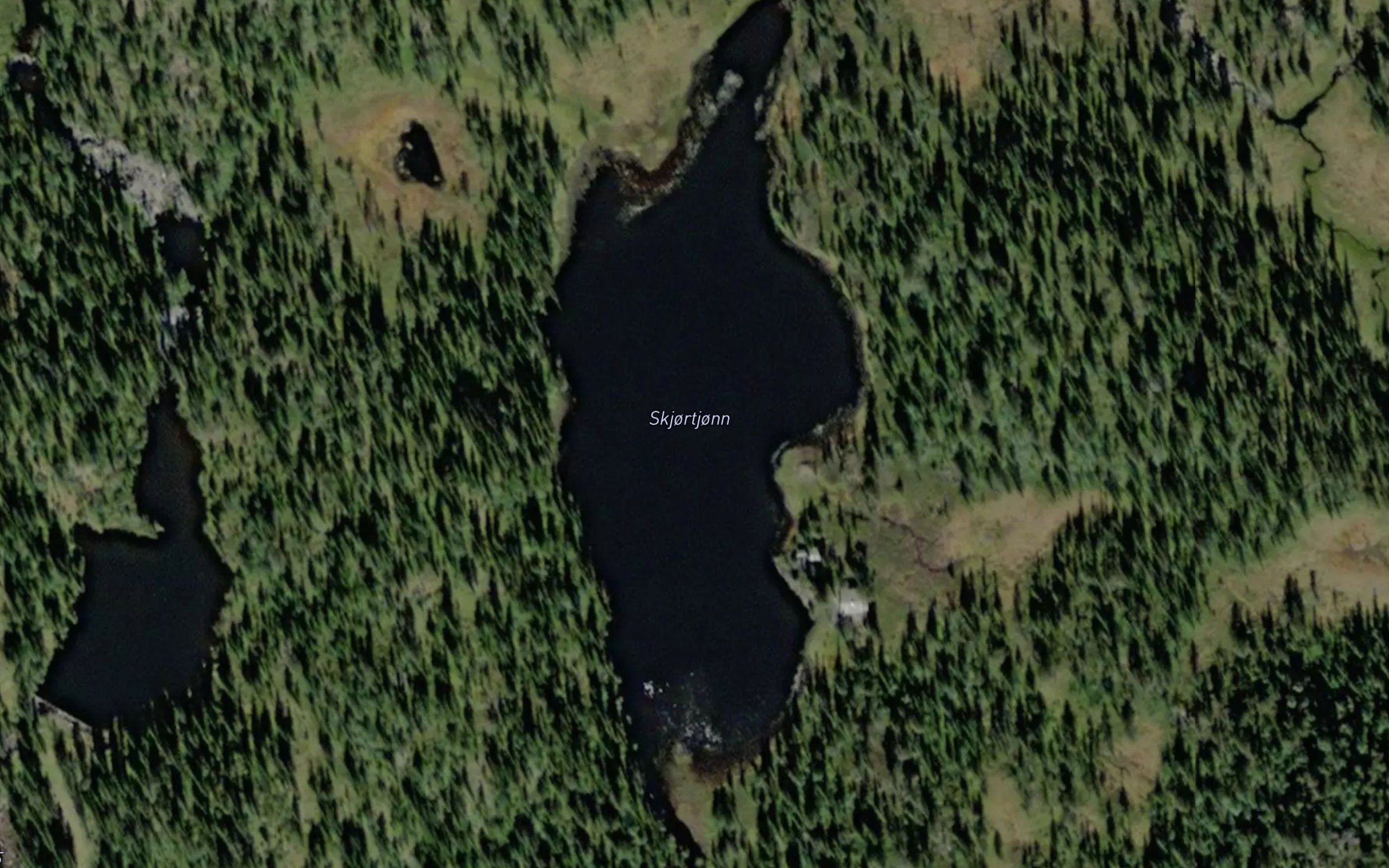 Skjortjonn