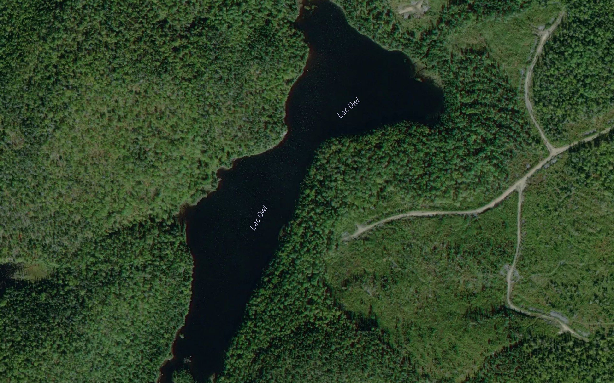 Lac Owl