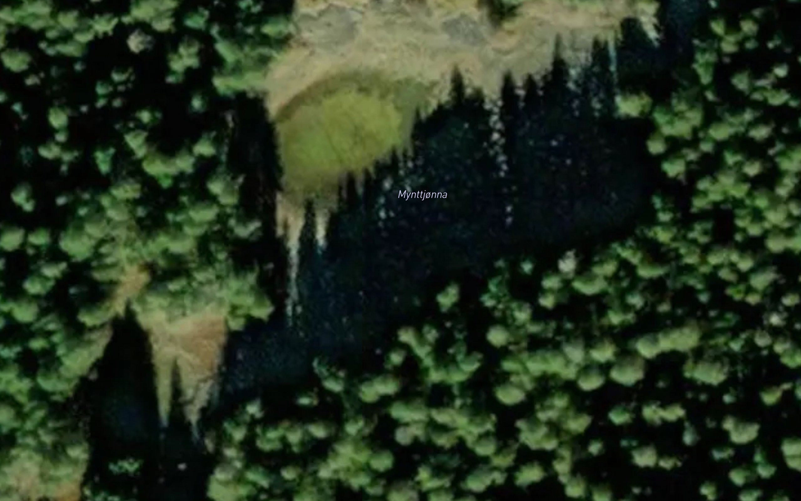 Mynttjorna