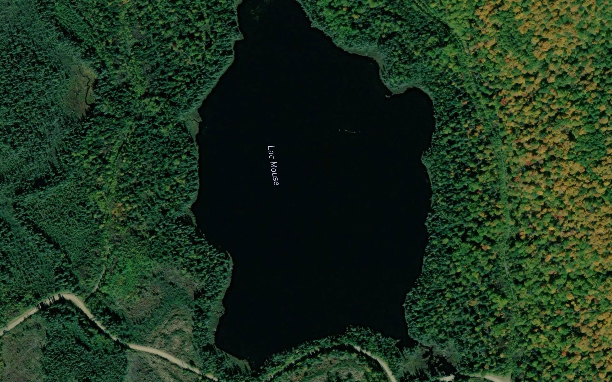 Lac Mouse