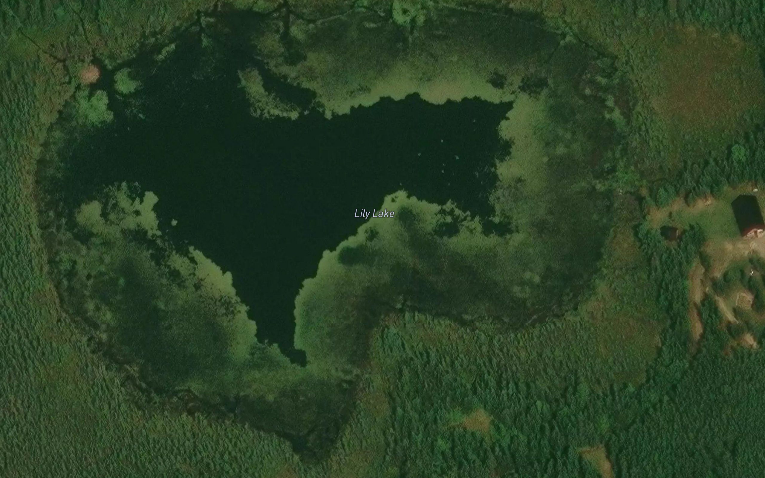 Lily Lake