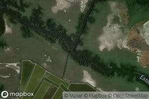 Estero Canta Gallito