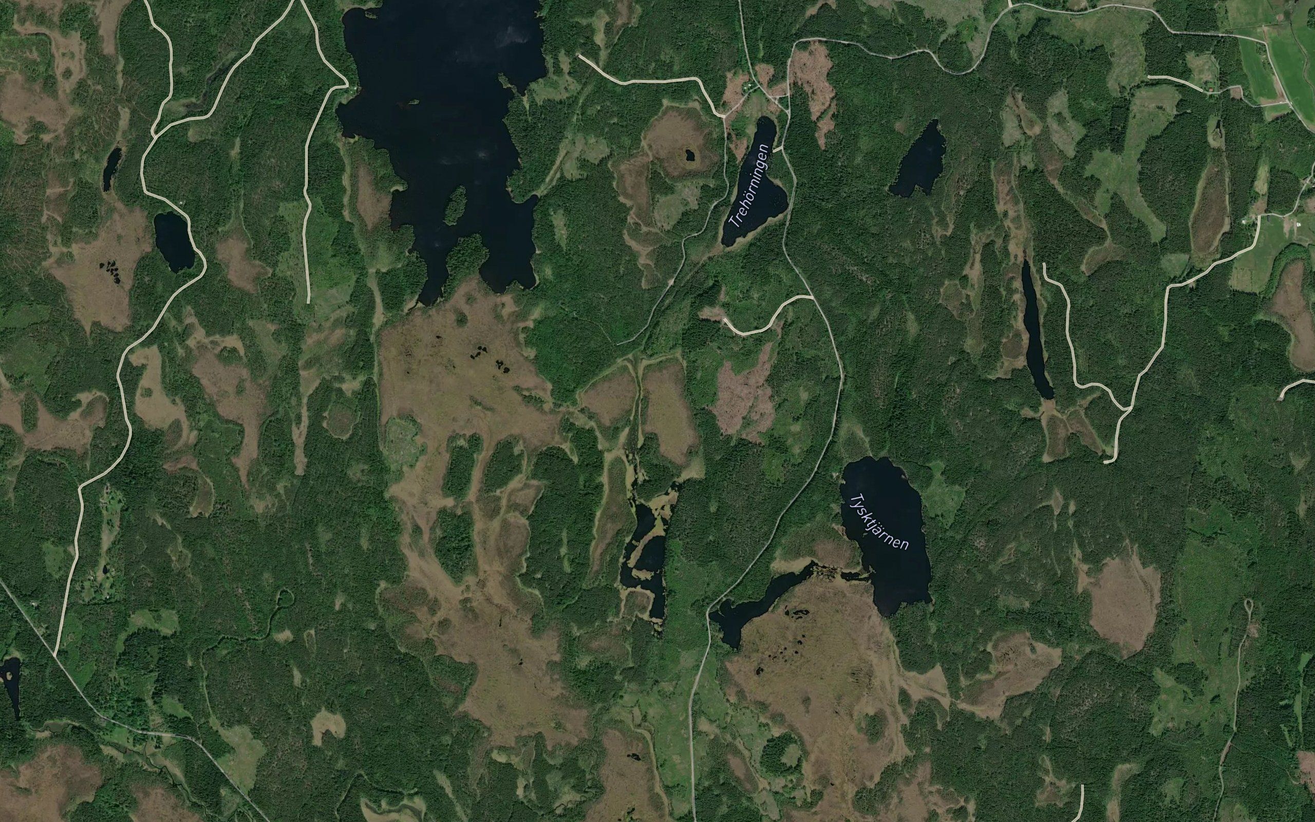 Morttjarn