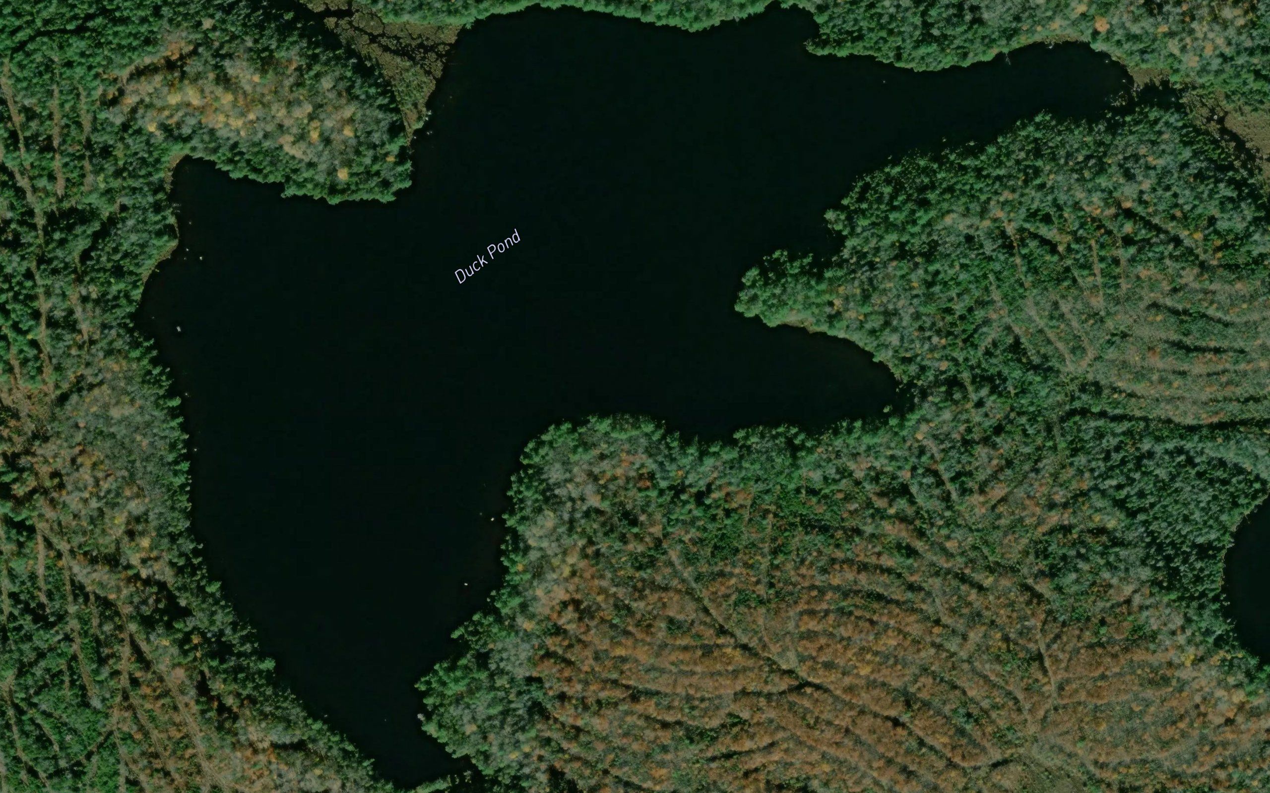 Duck Pond