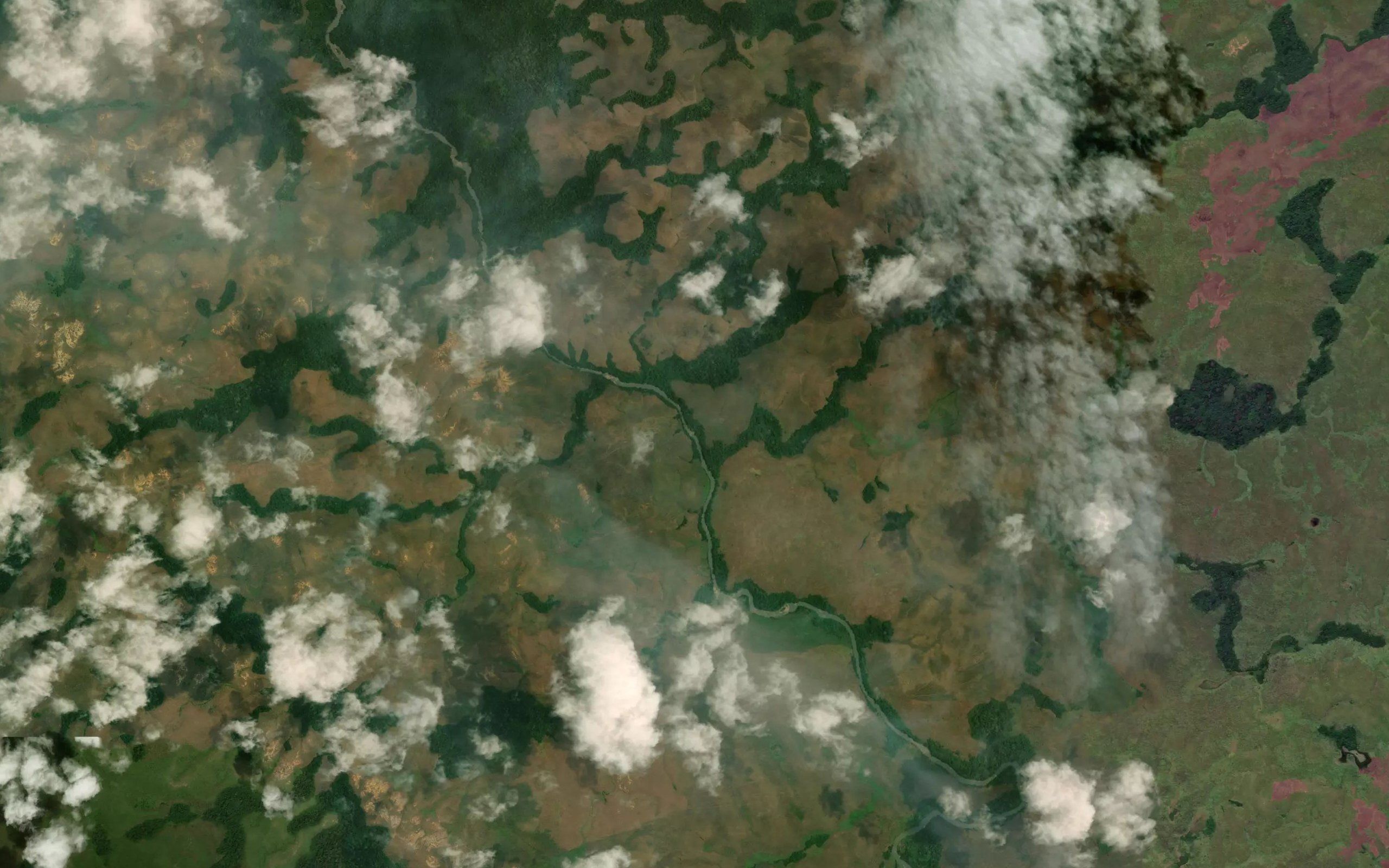 Lutuca