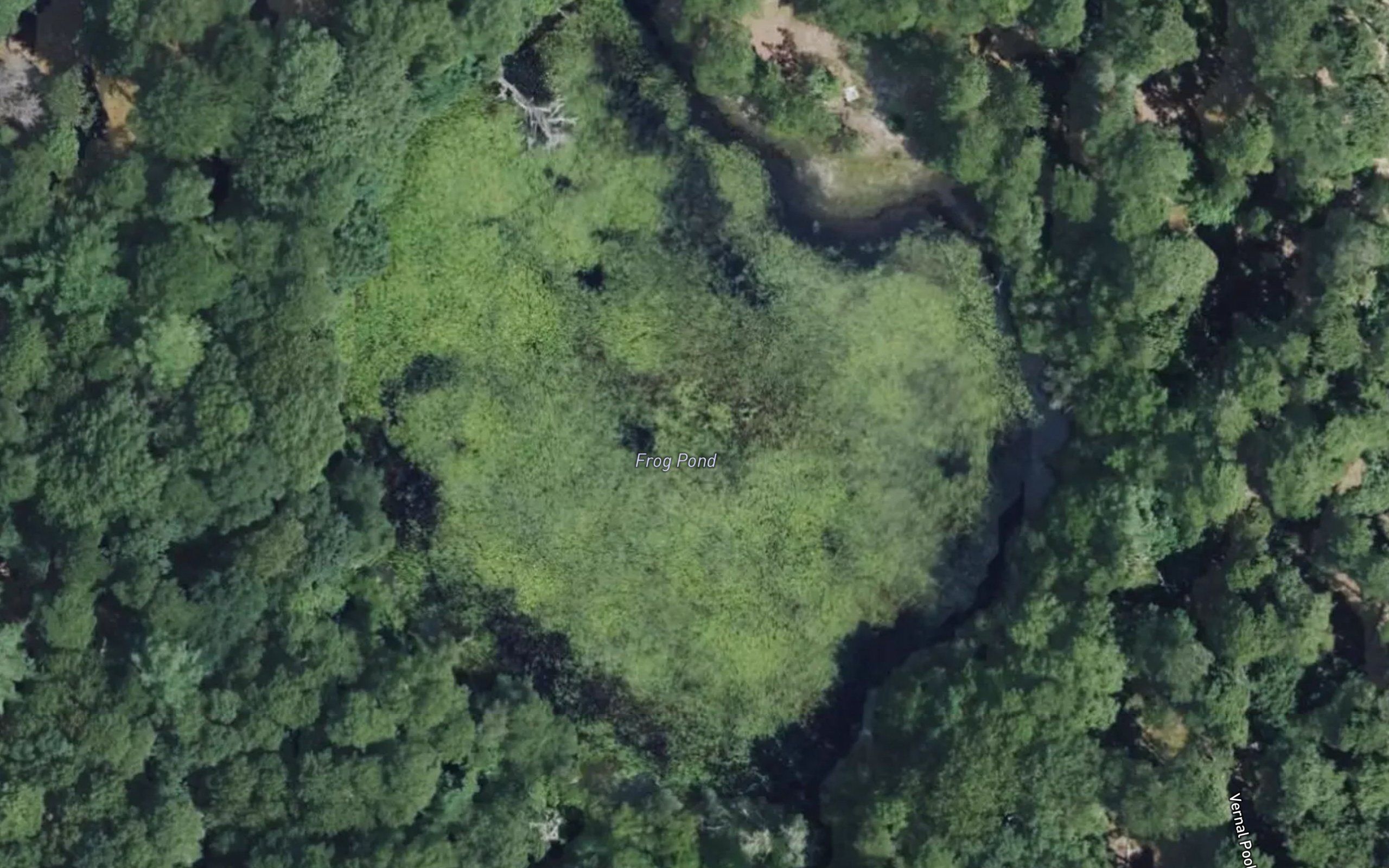 Frog Pond