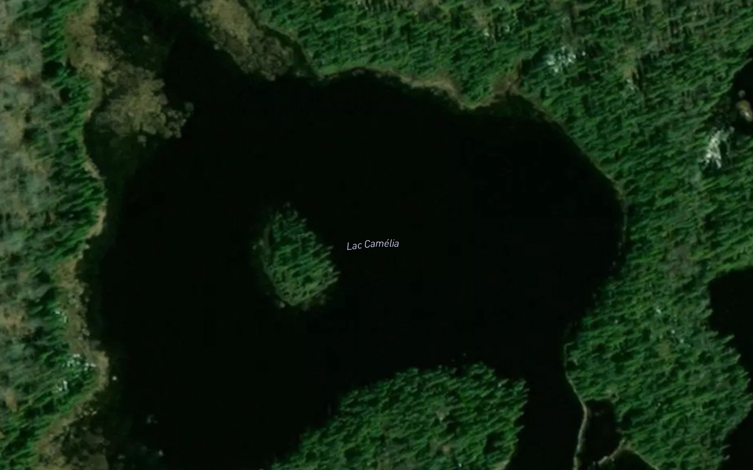 Lac Camelia
