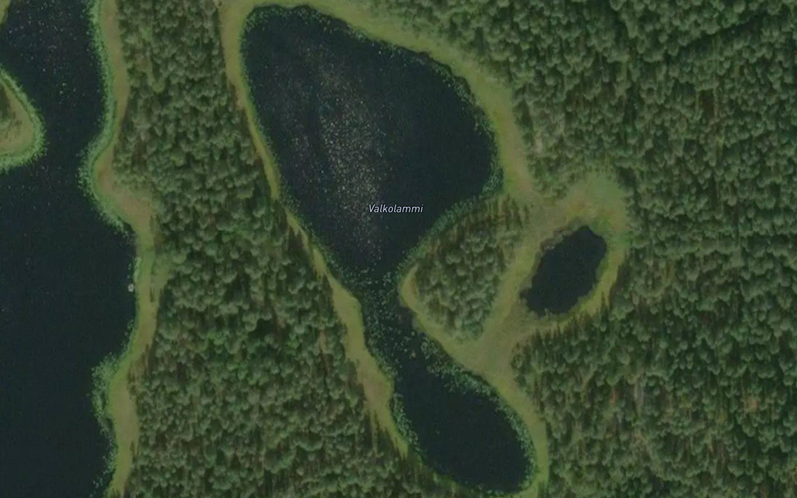 Valkolammi