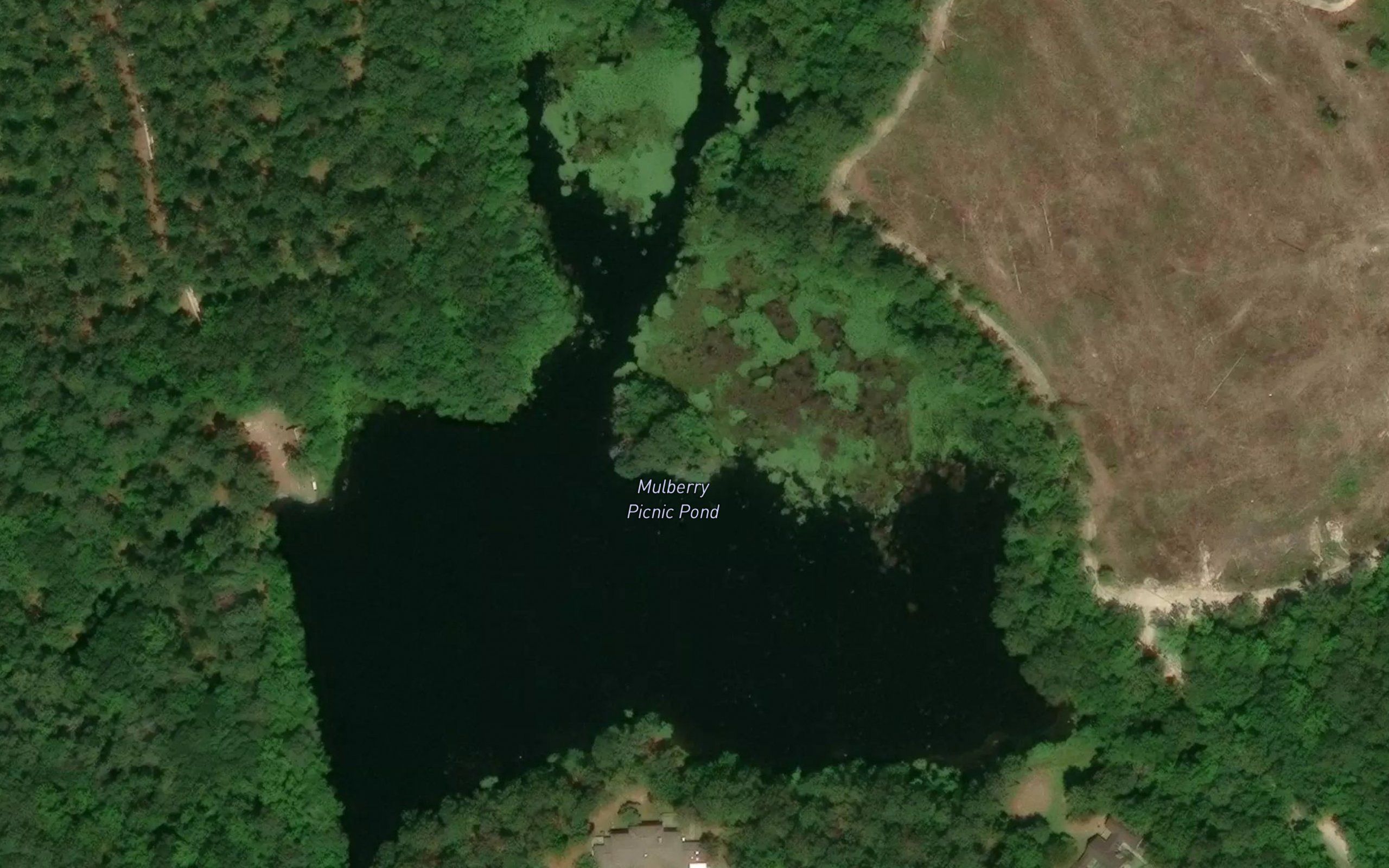 Mulberry Picnic Pond