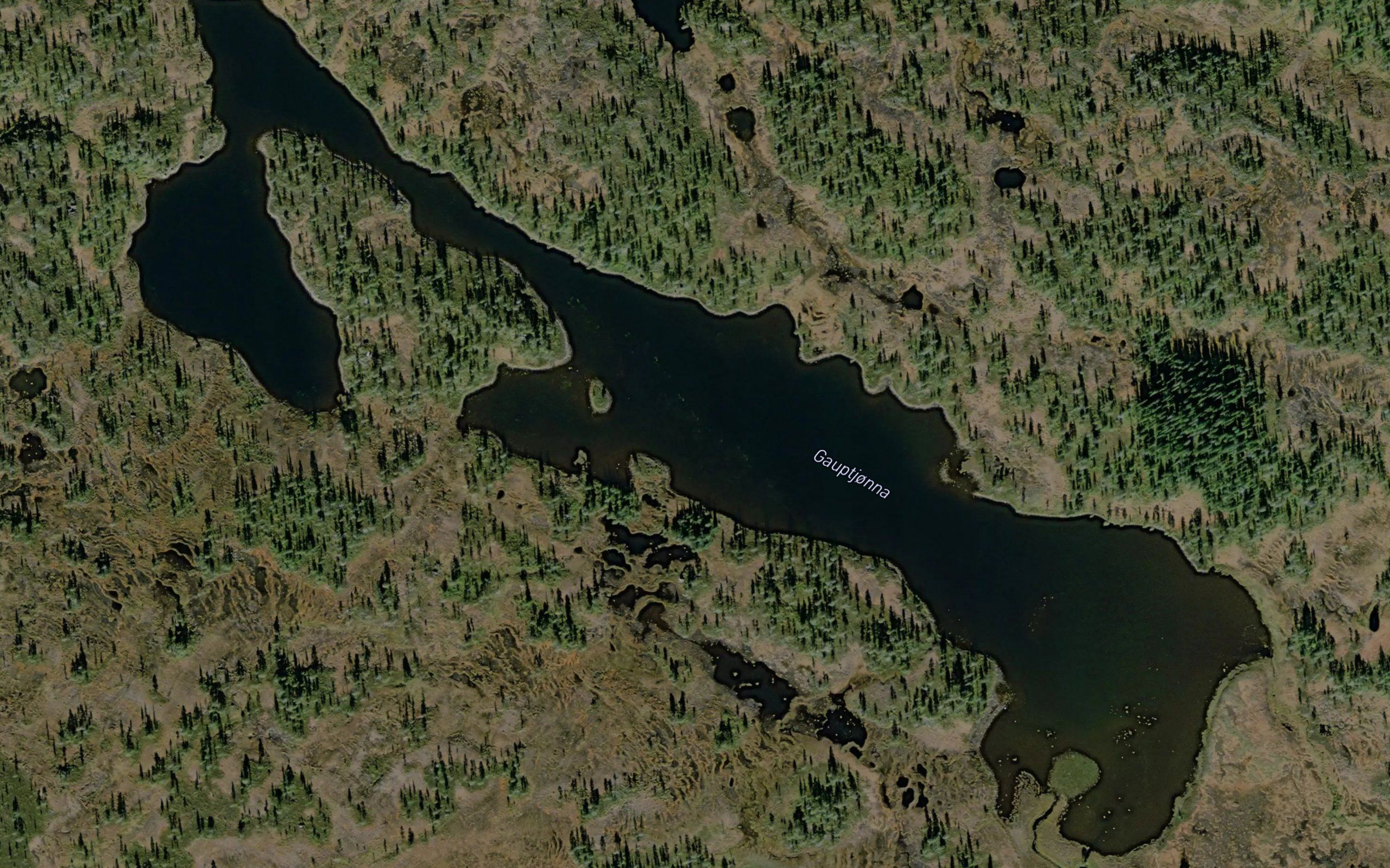 Gauptjorna