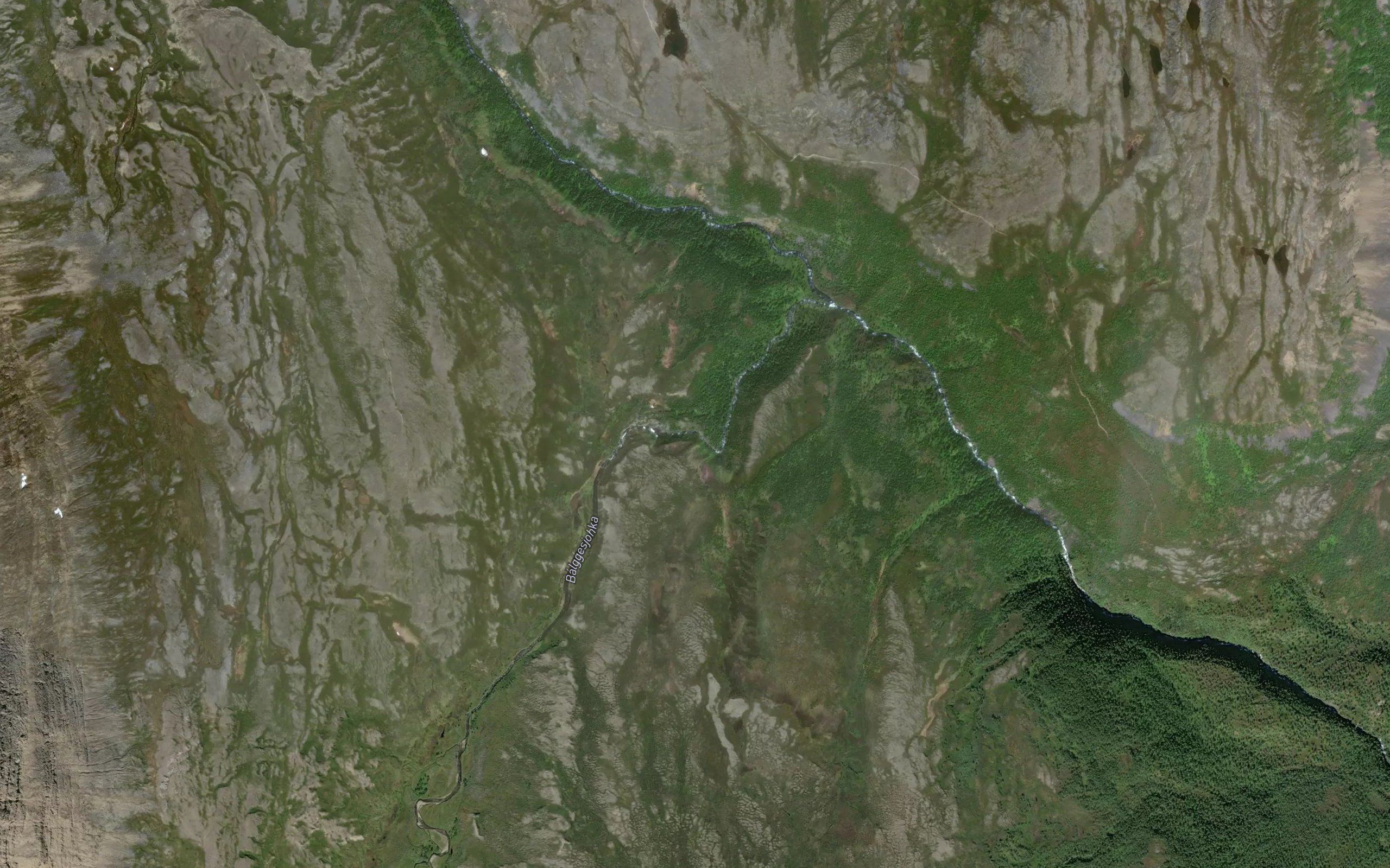 Balgesgarni
