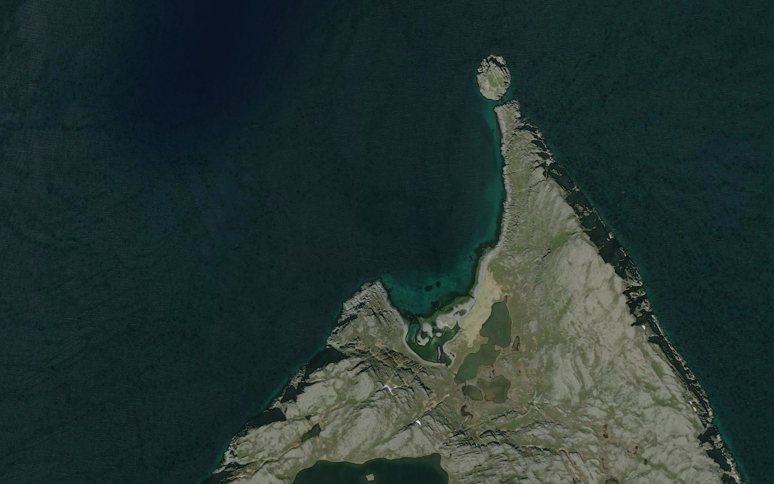 Konglevik