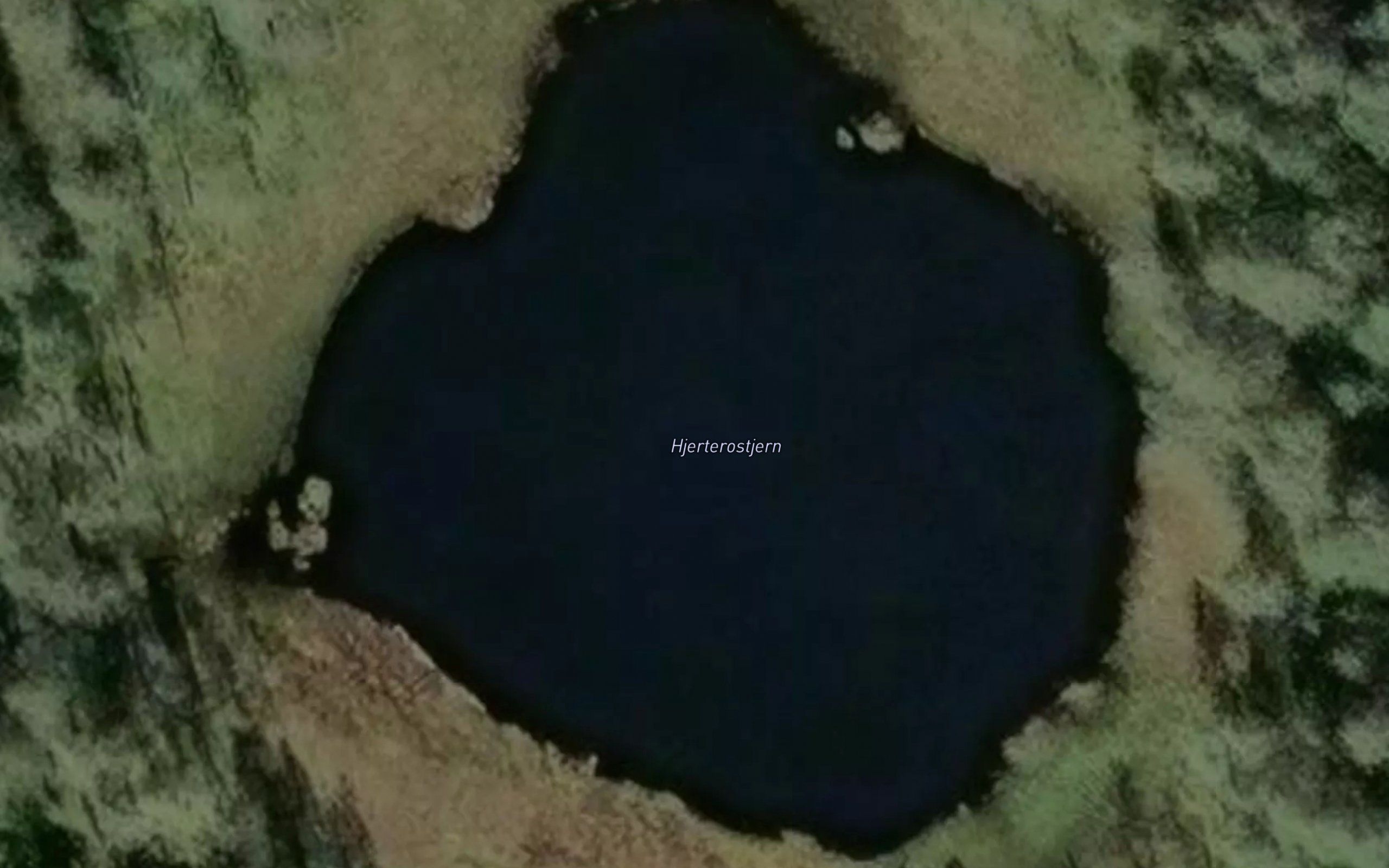 Hjerterostjenn