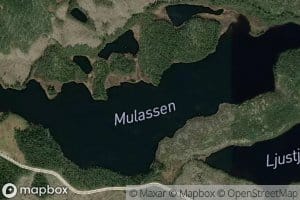 Mulassen
