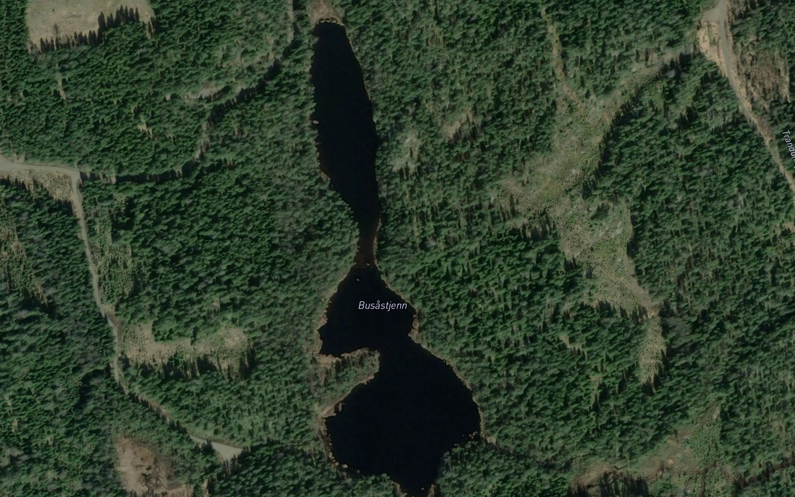 Busastjern